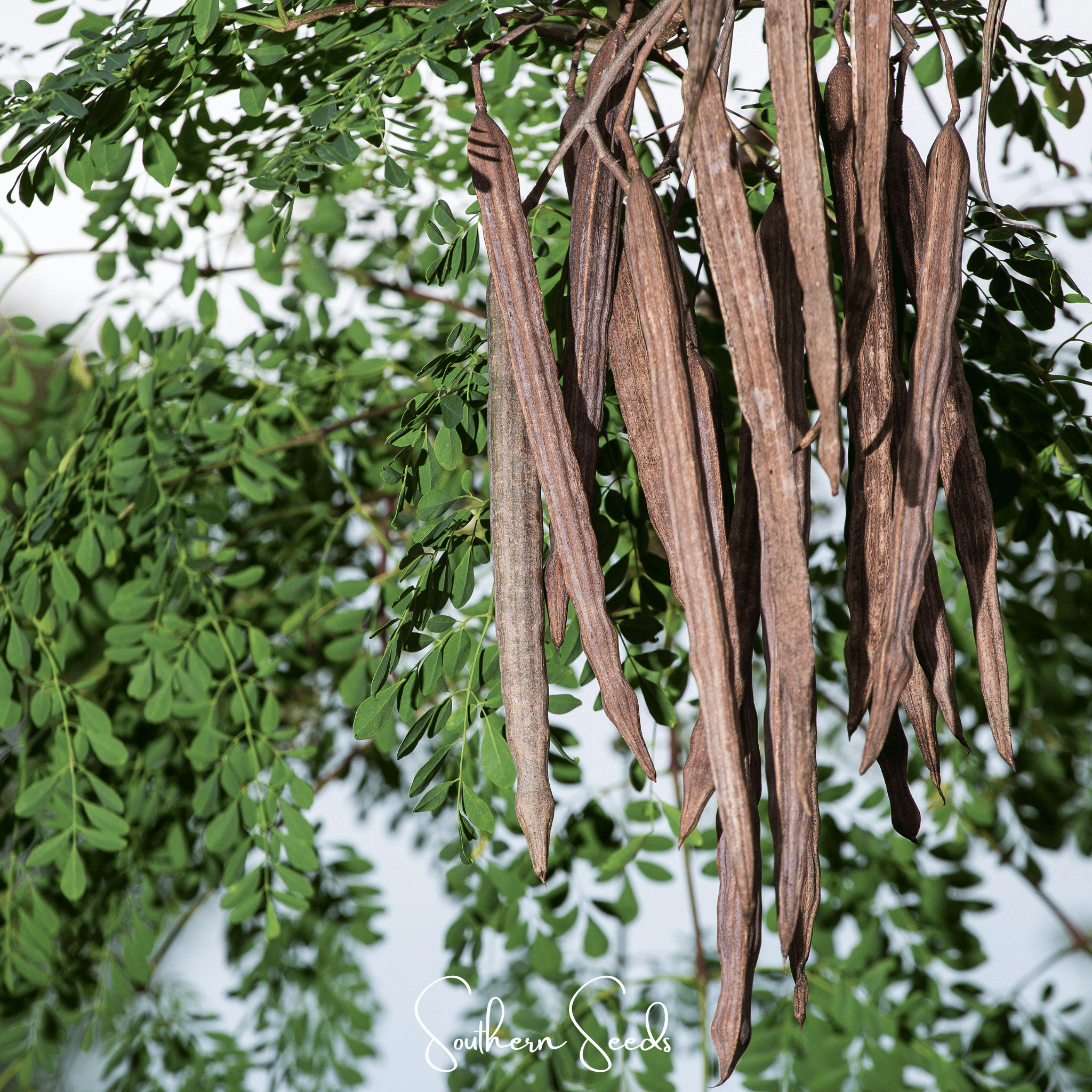 Moringa – 10 Seeds Southern Seeds