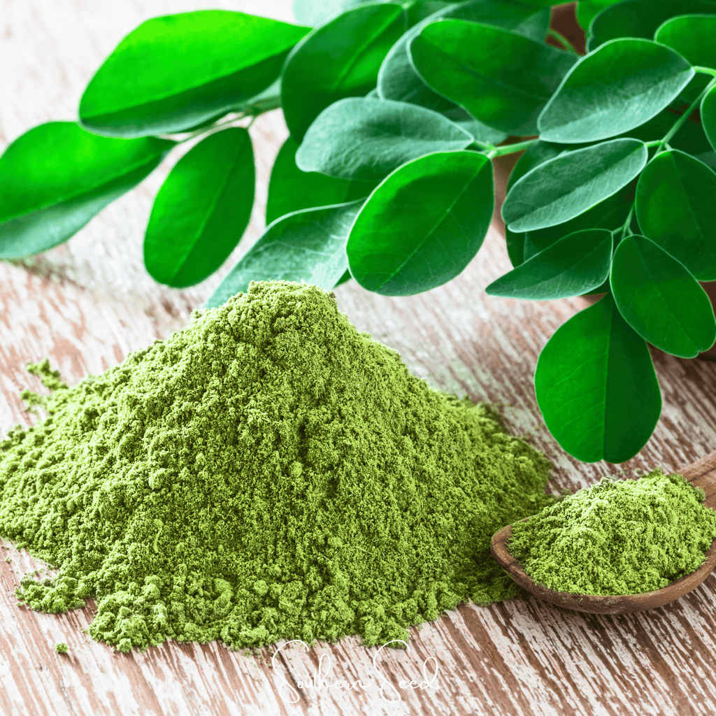 Moringa – 10 Seeds Southern Seeds