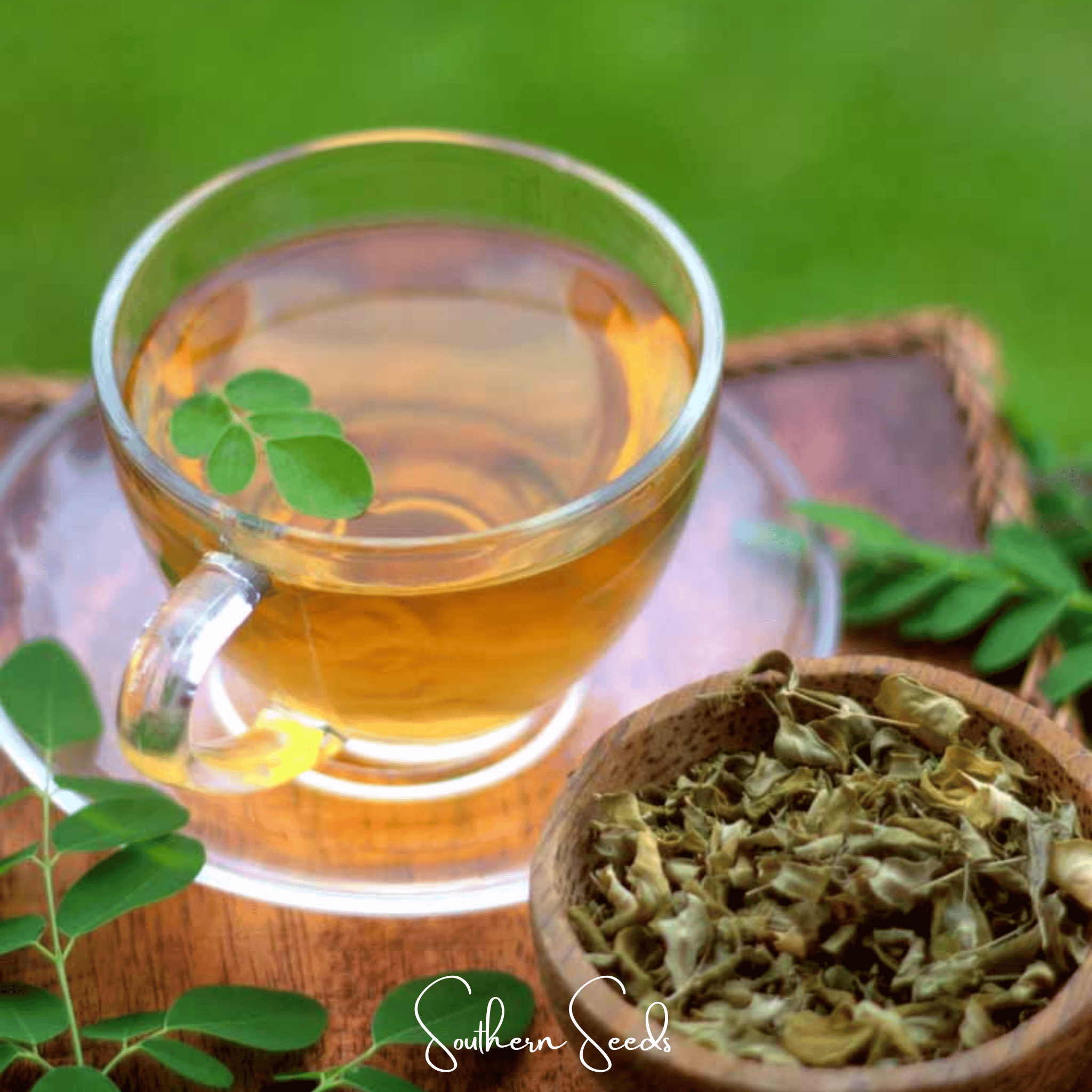 Moringa – 10 Seeds Southern Seeds