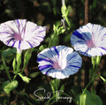 Harlequin Mix Morning Glory – 25 Seeds Southern Seeds