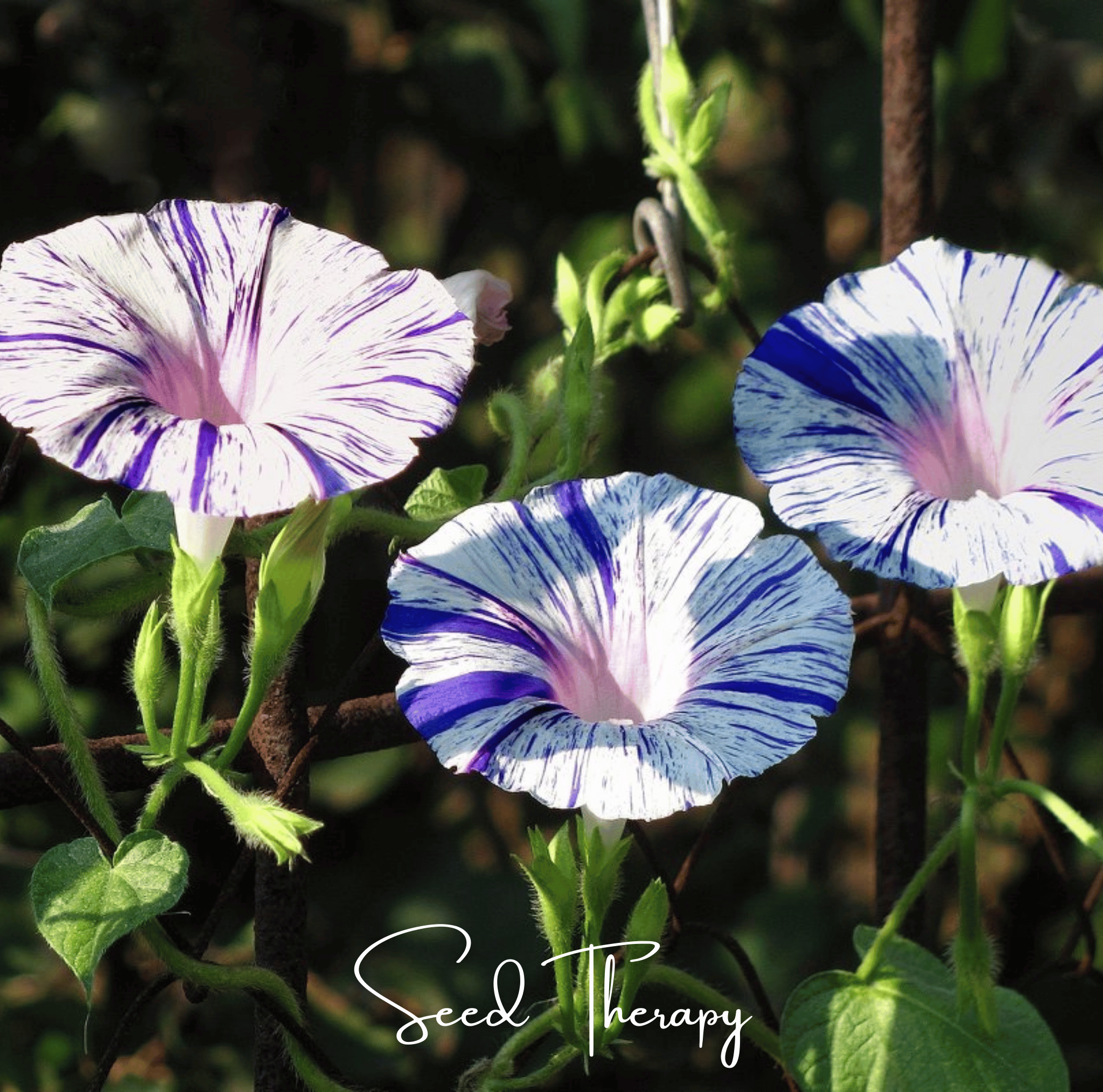 Harlequin Mix Morning Glory – 25 Seeds Southern Seeds