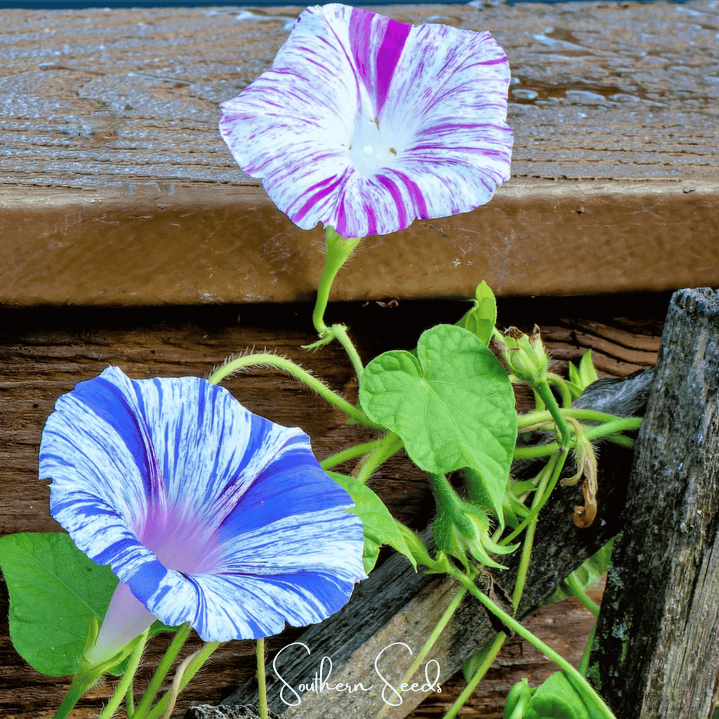 Harlequin Mix Morning Glory – 25 Seeds Southern Seeds