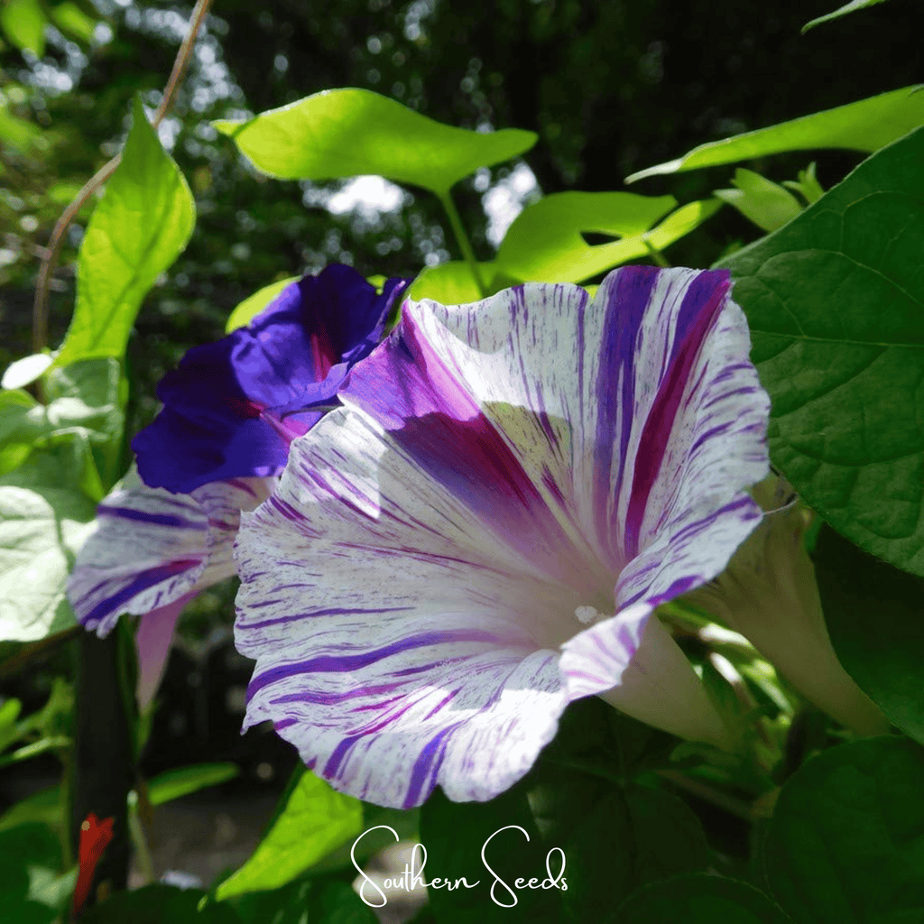 Harlequin Mix Morning Glory – 25 Seeds Southern Seeds