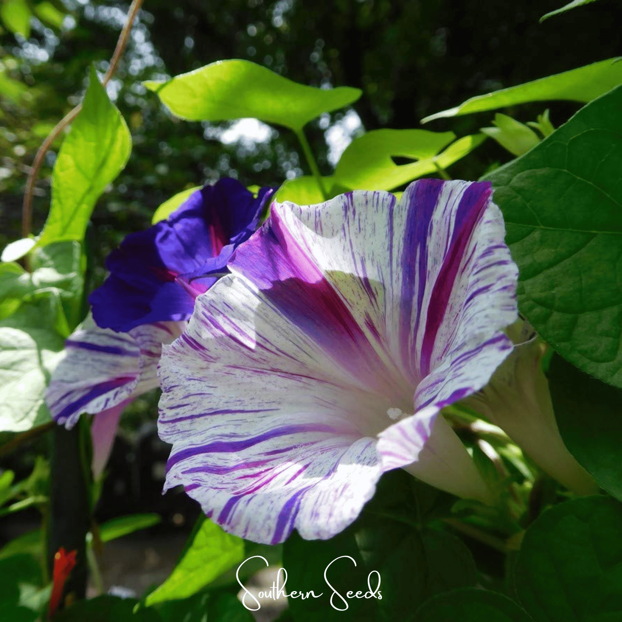 Harlequin Mix Morning Glory – 25 Seeds Southern Seeds