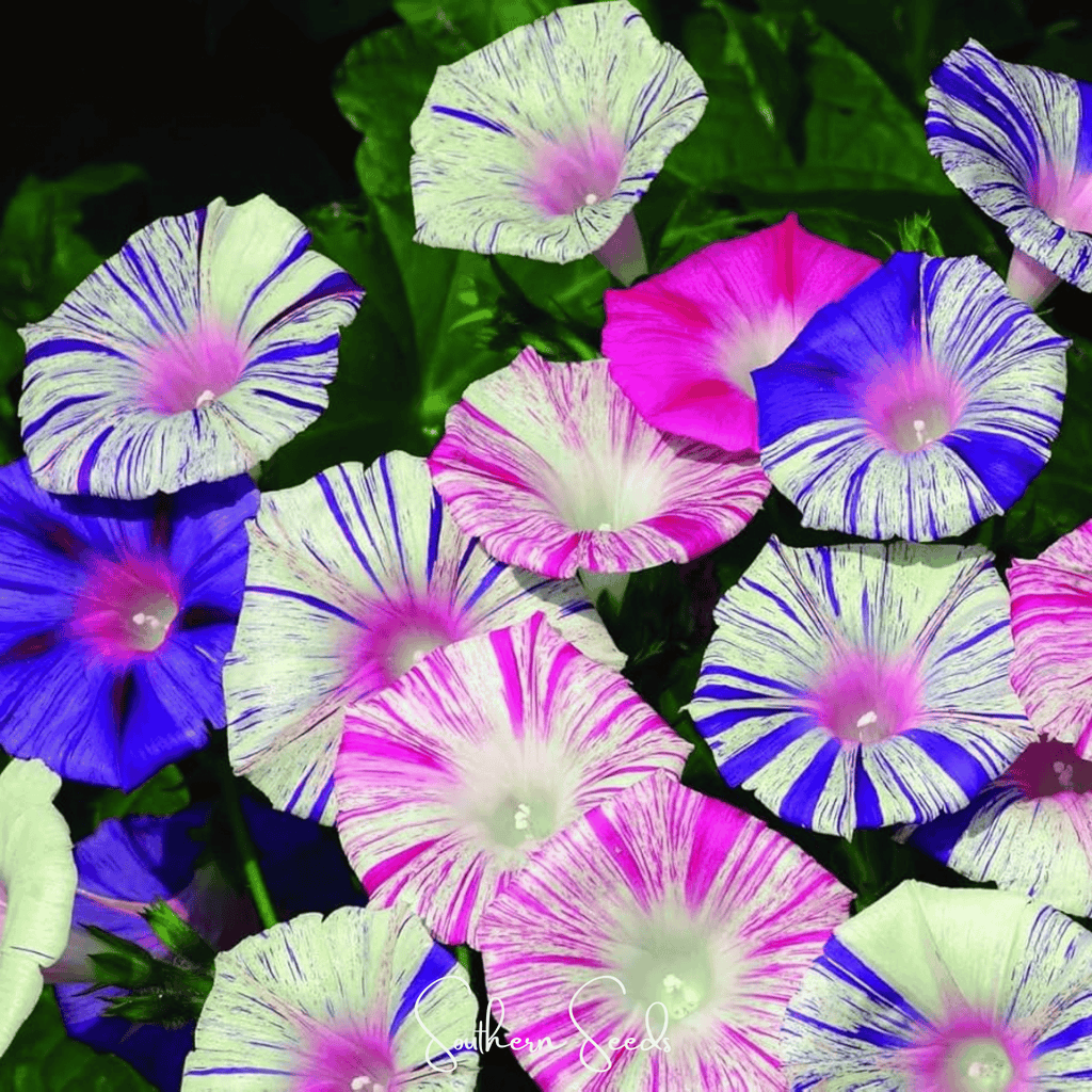 Harlequin Mix Morning Glory – 25 Seeds Southern Seeds