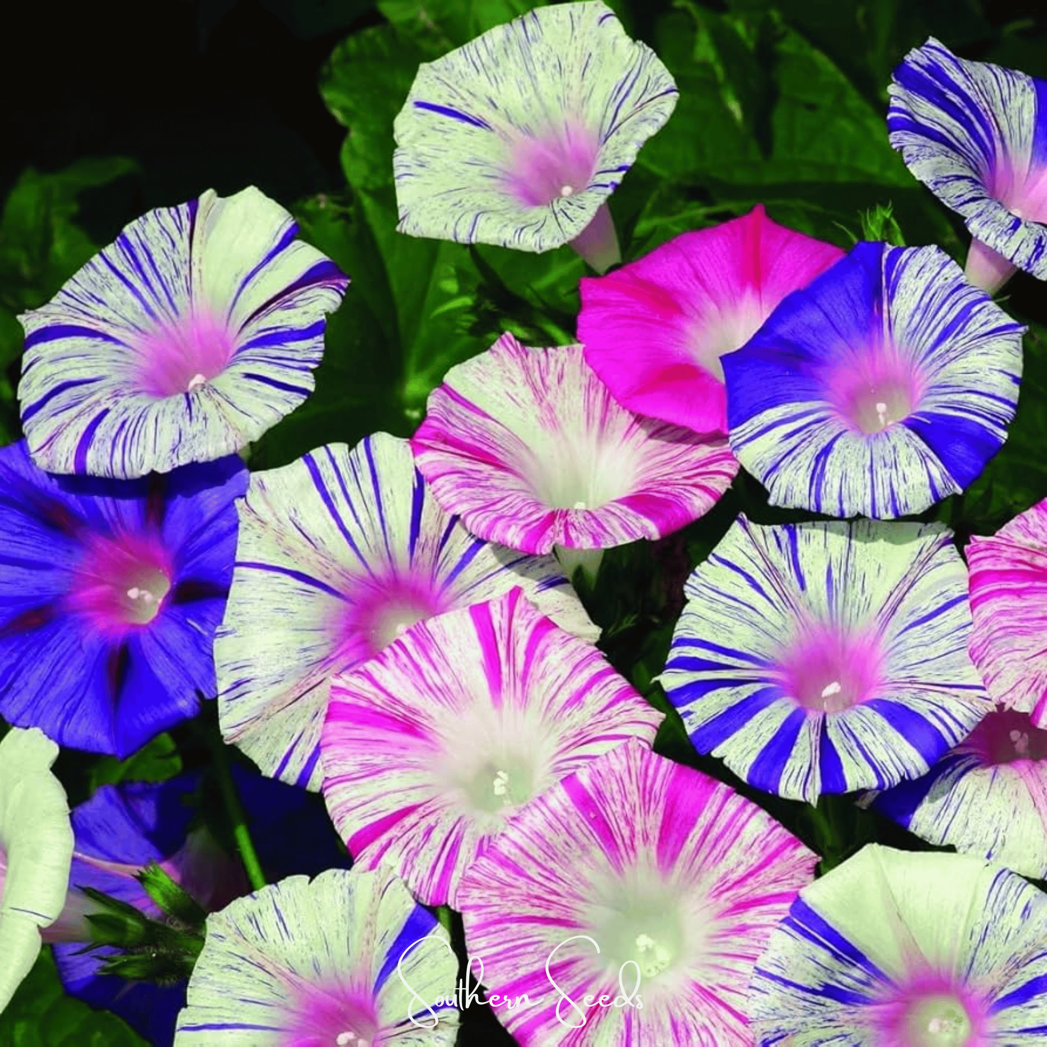 Harlequin Mix Morning Glory – 25 Seeds Southern Seeds