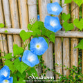 Heavenly Blue Morning Glory – 50 Seeds Southern Seeds