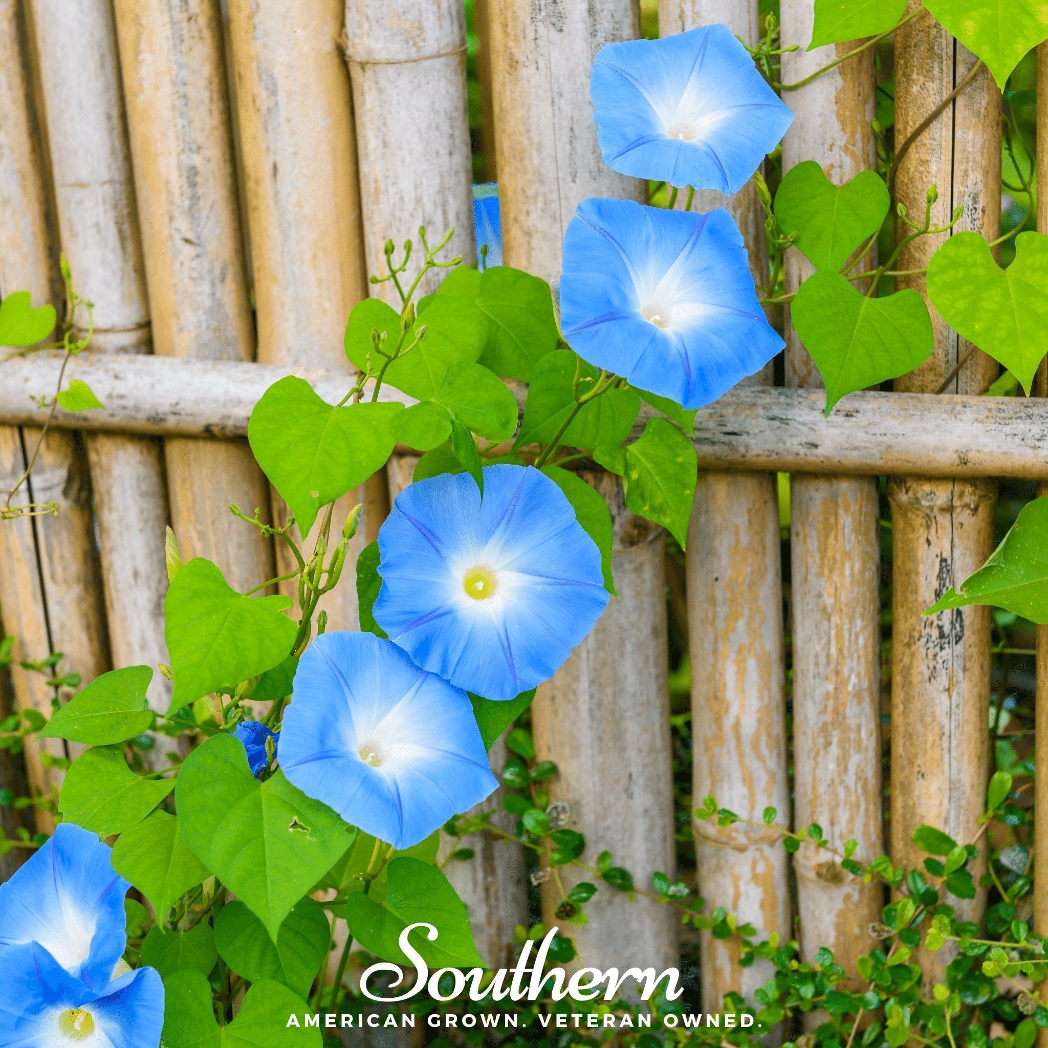 Heavenly Blue Morning Glory – 50 Seeds Southern Seeds