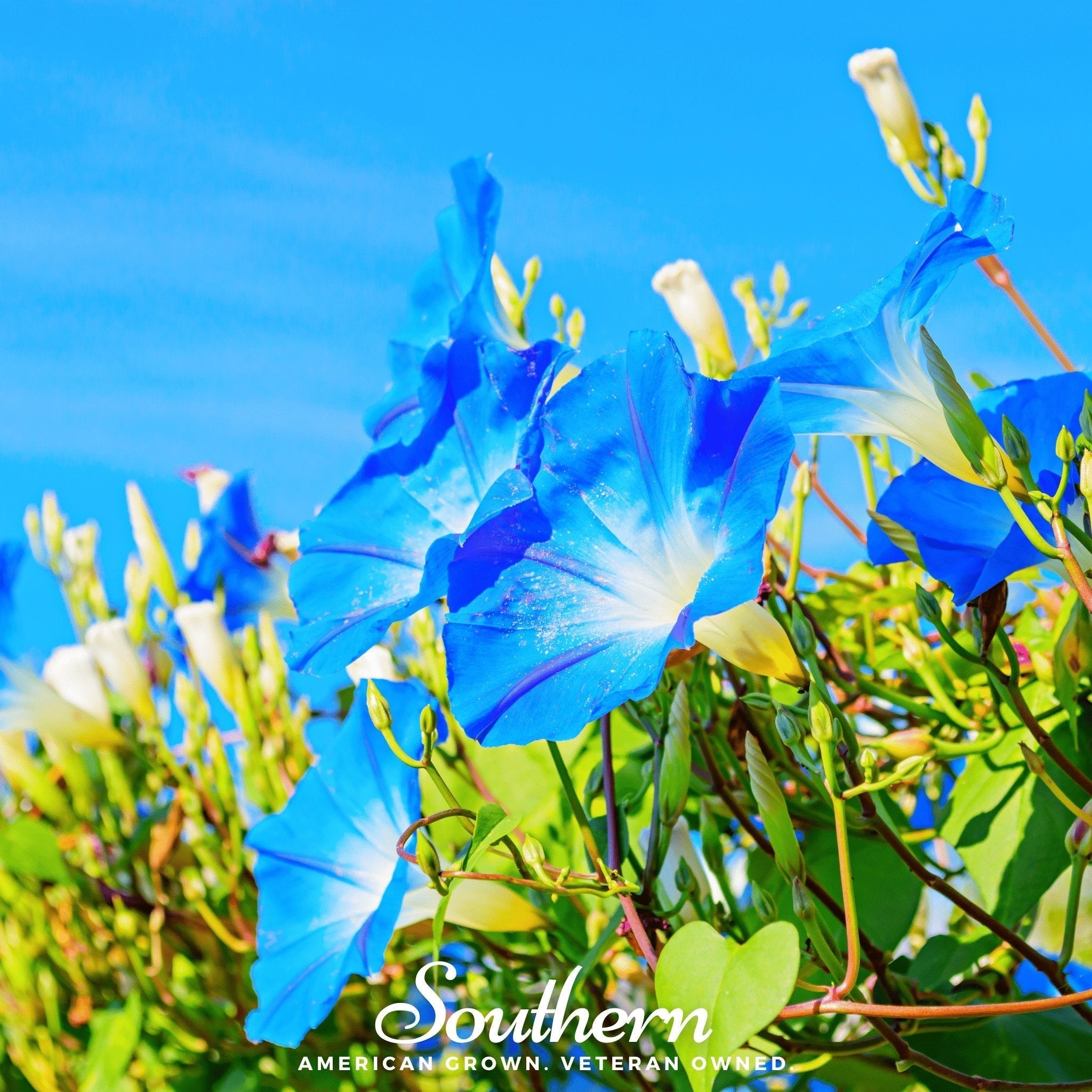 Heavenly Blue Morning Glory – 50 Seeds Southern Seeds