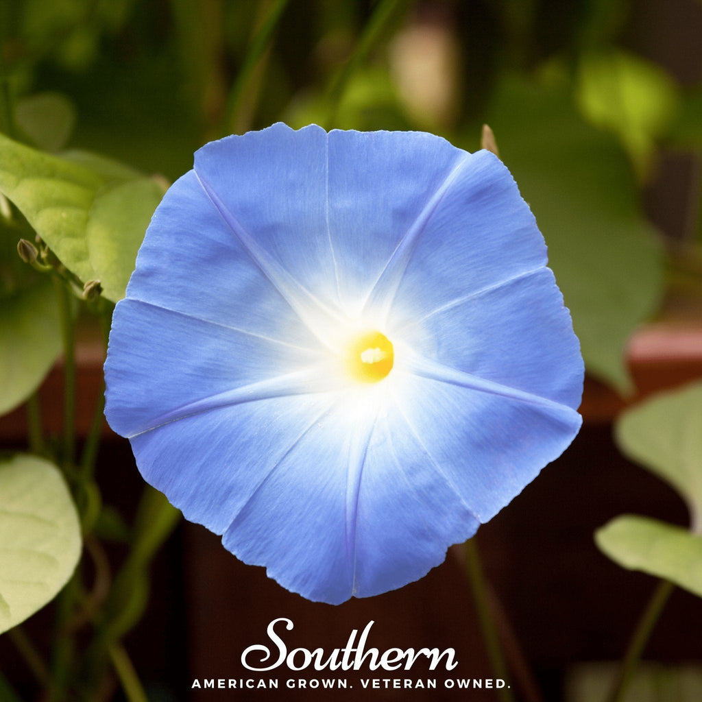 Heavenly Blue Morning Glory – 50 Seeds Southern Seeds