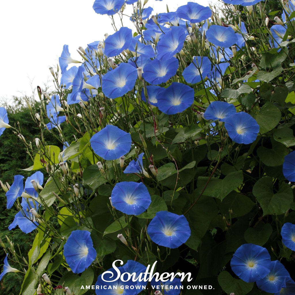 Heavenly Blue Morning Glory – 50 Seeds Southern Seeds