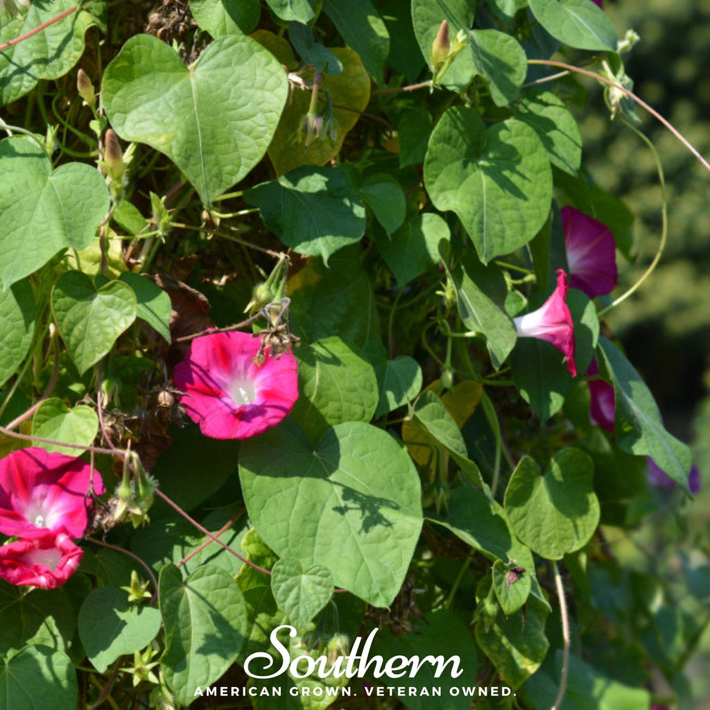 Scarlett O’Hara Morning Glory – 50 Seeds Southern Seeds