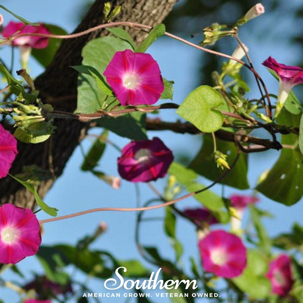 Scarlett O’Hara Morning Glory – 50 Seeds Southern Seeds