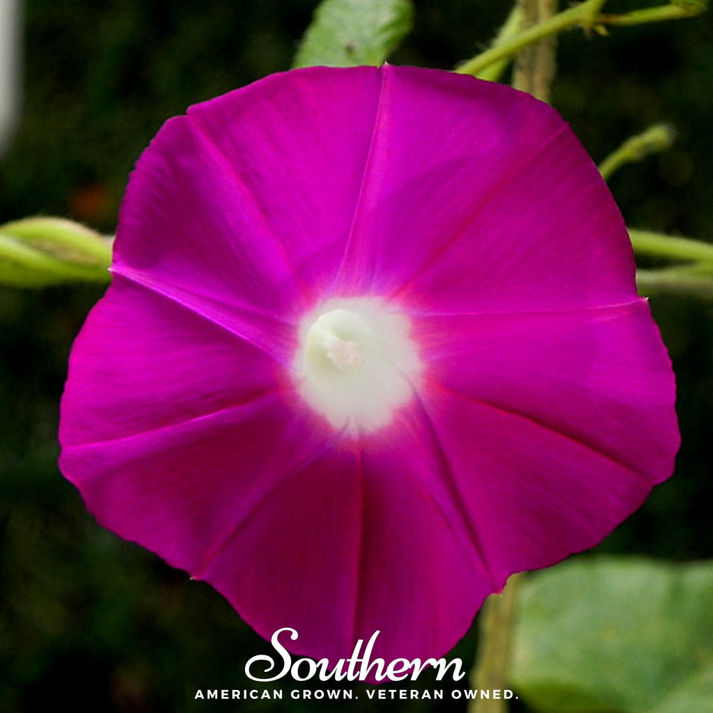 Scarlett O’Hara Morning Glory – 50 Seeds Southern Seeds