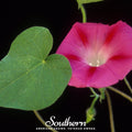 Scarlett O’Hara Morning Glory – 50 Seeds Southern Seeds