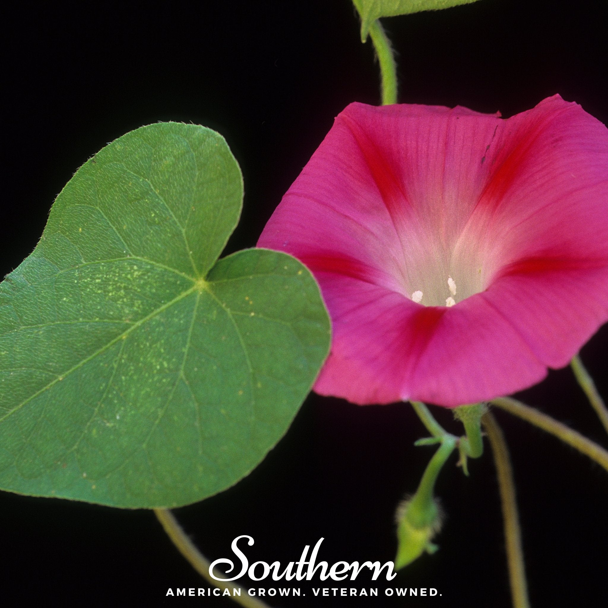 Scarlett O’Hara Morning Glory – 50 Seeds Southern Seeds