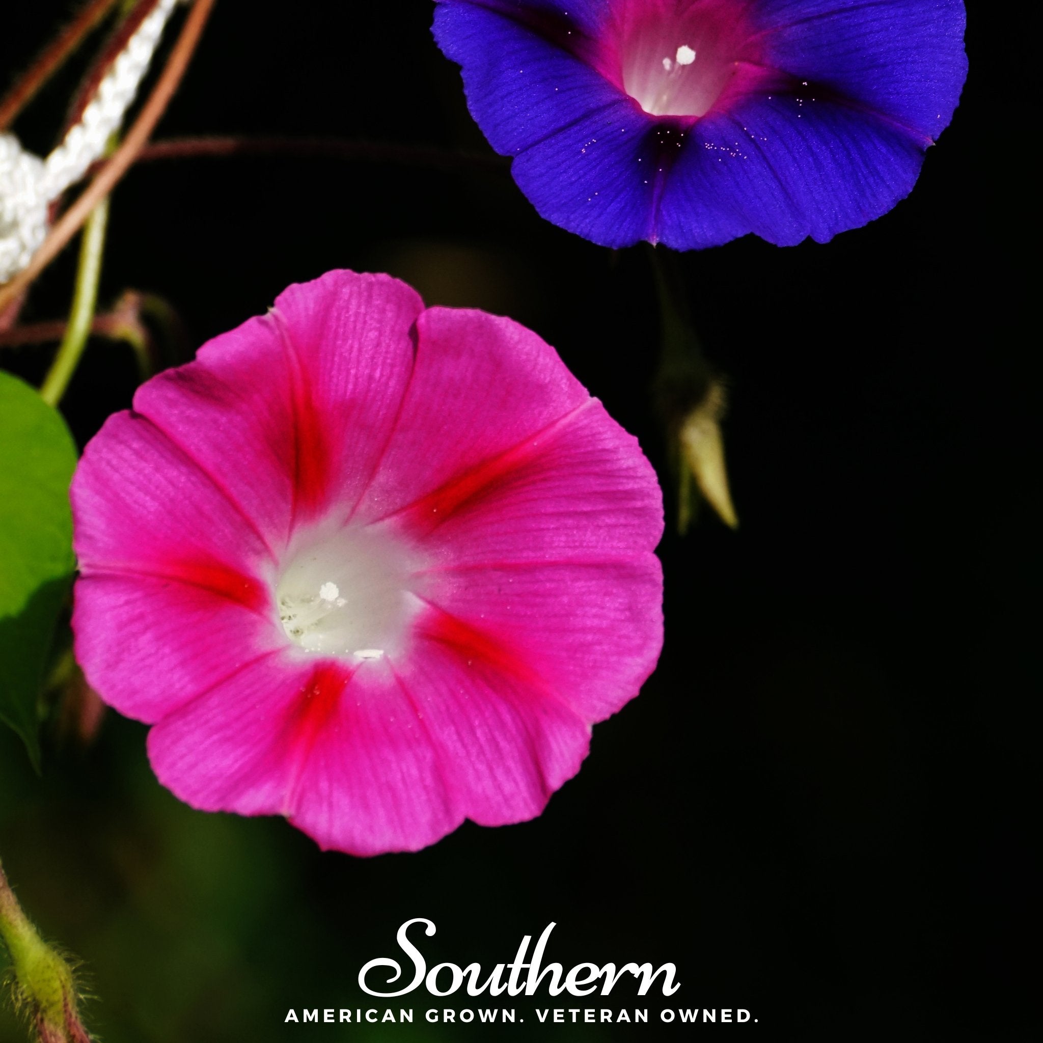 Scarlett O’Hara Morning Glory – 50 Seeds Southern Seeds
