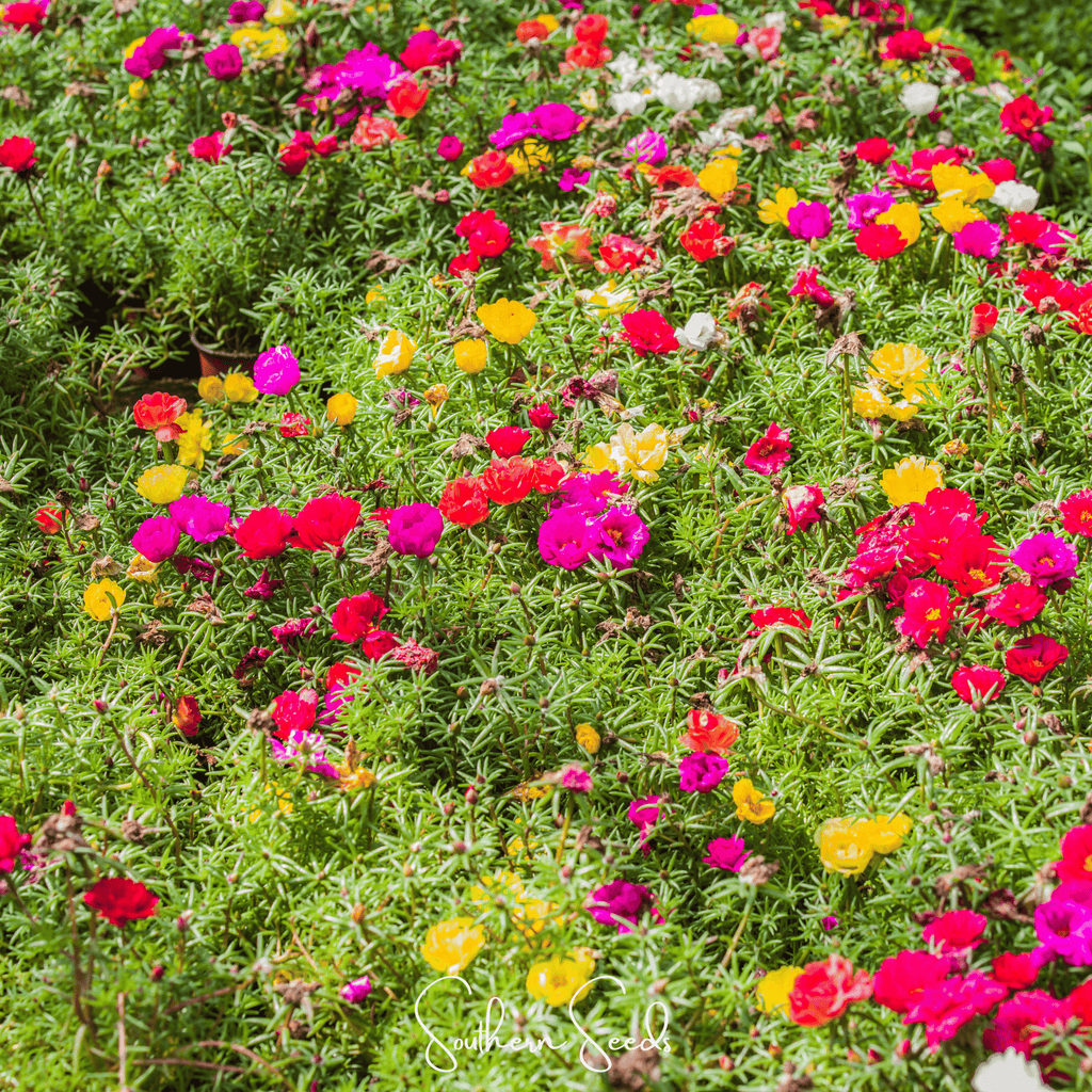 Moss Rose Mix – 250 Seeds Southern Seeds