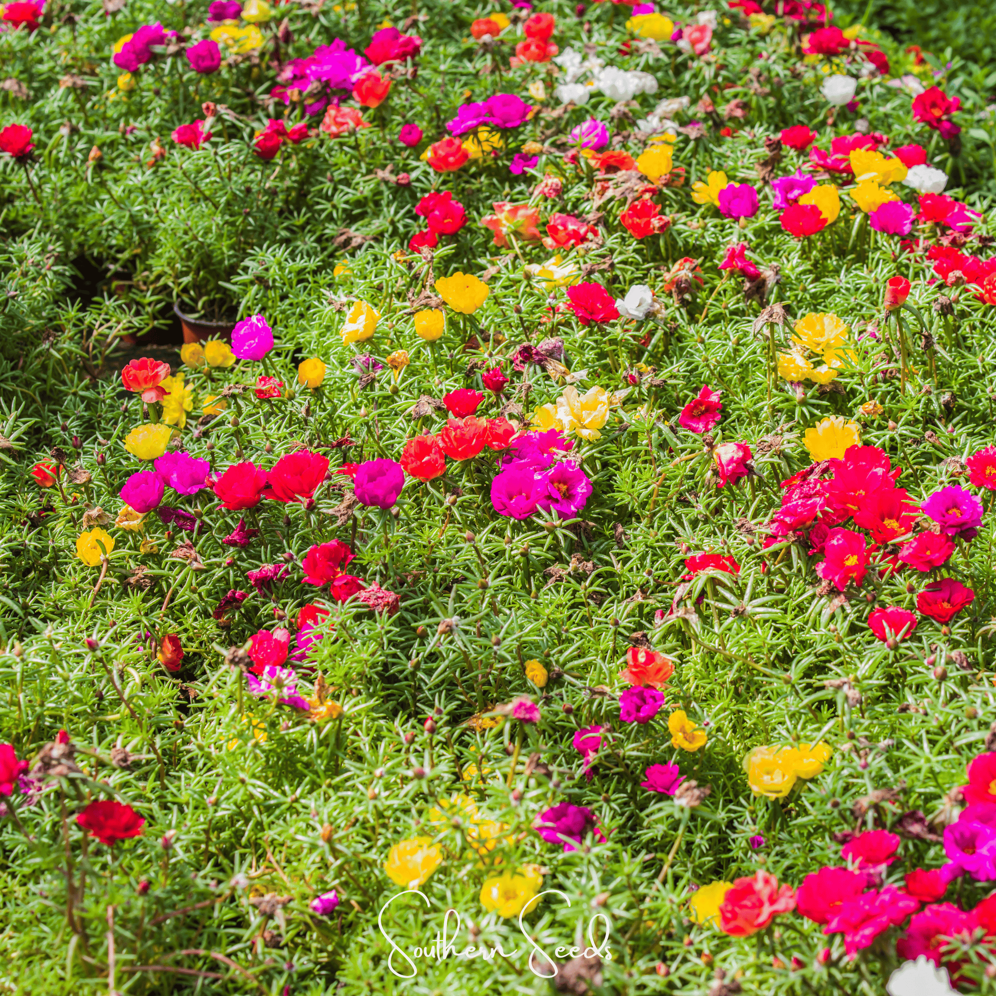 Moss Rose Mix – 250 Seeds Southern Seeds