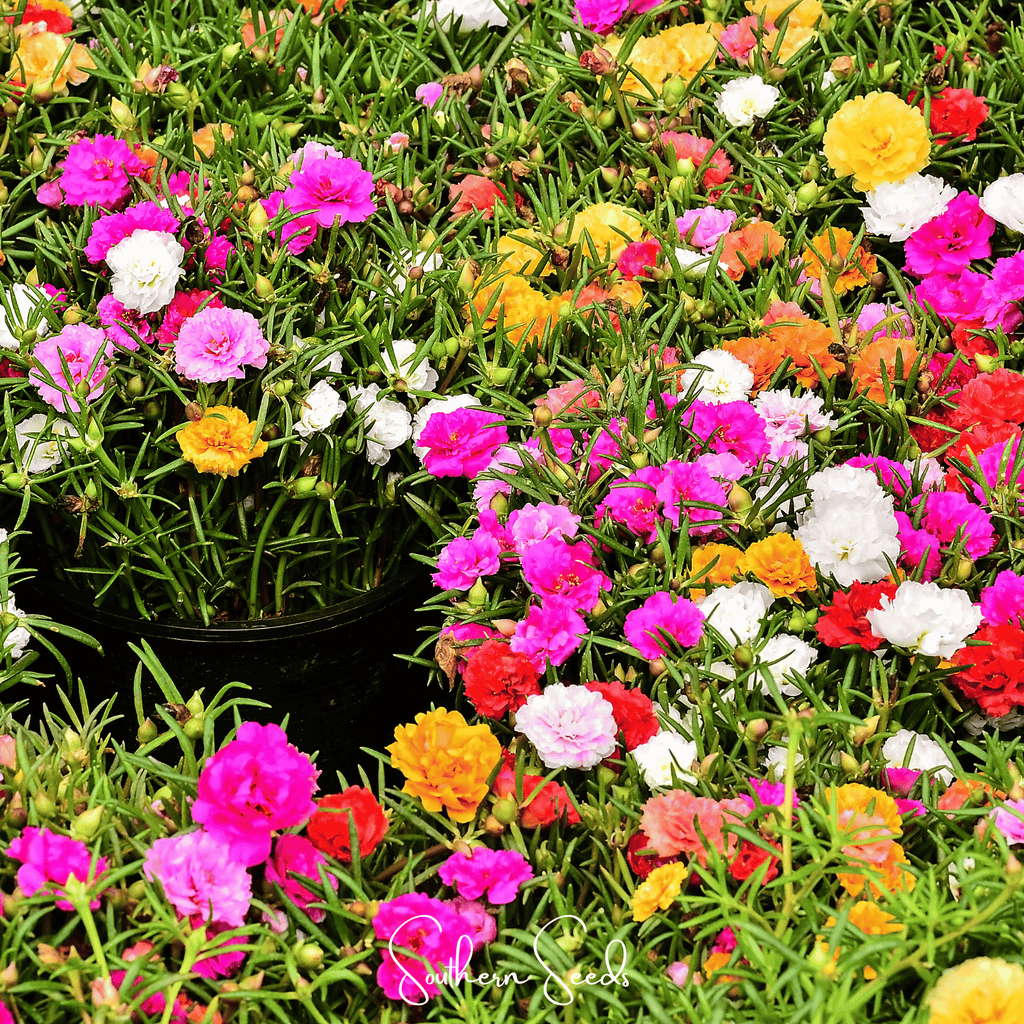 Moss Rose Mix – 250 Seeds Southern Seeds