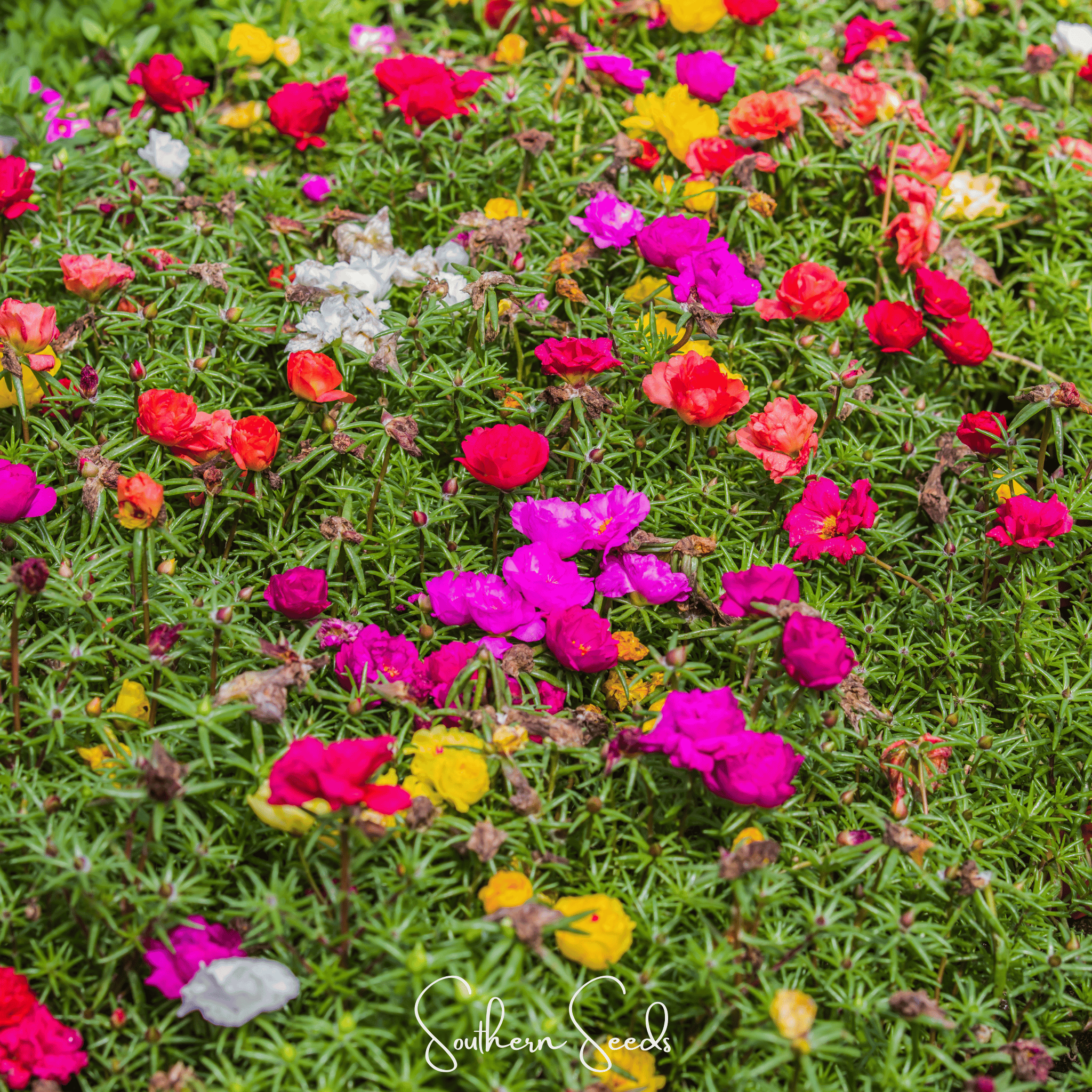 Moss Rose Mix – 250 Seeds Southern Seeds