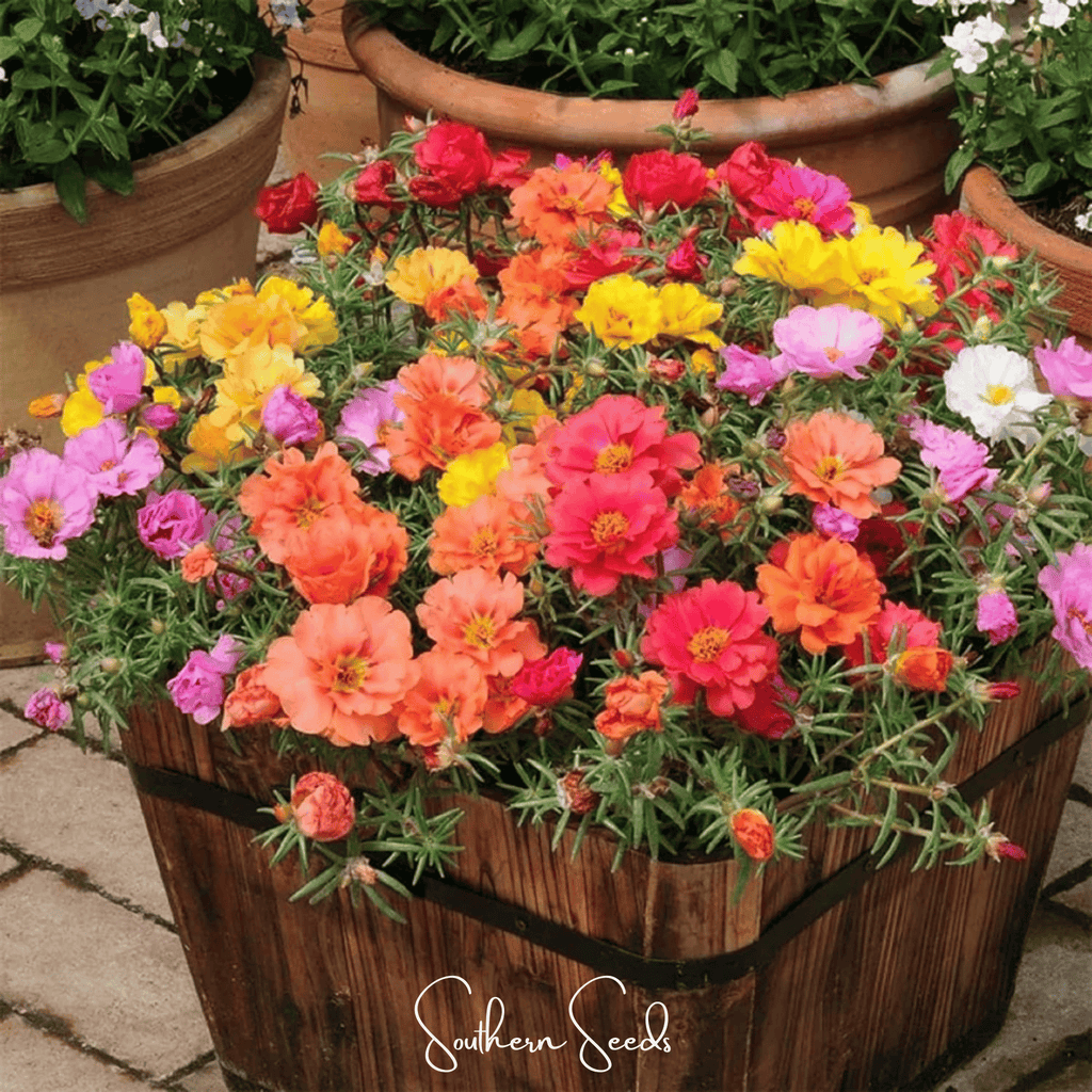 Moss Rose Mix – 250 Seeds Southern Seeds