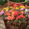 Moss Rose Mix – 250 Seeds Southern Seeds