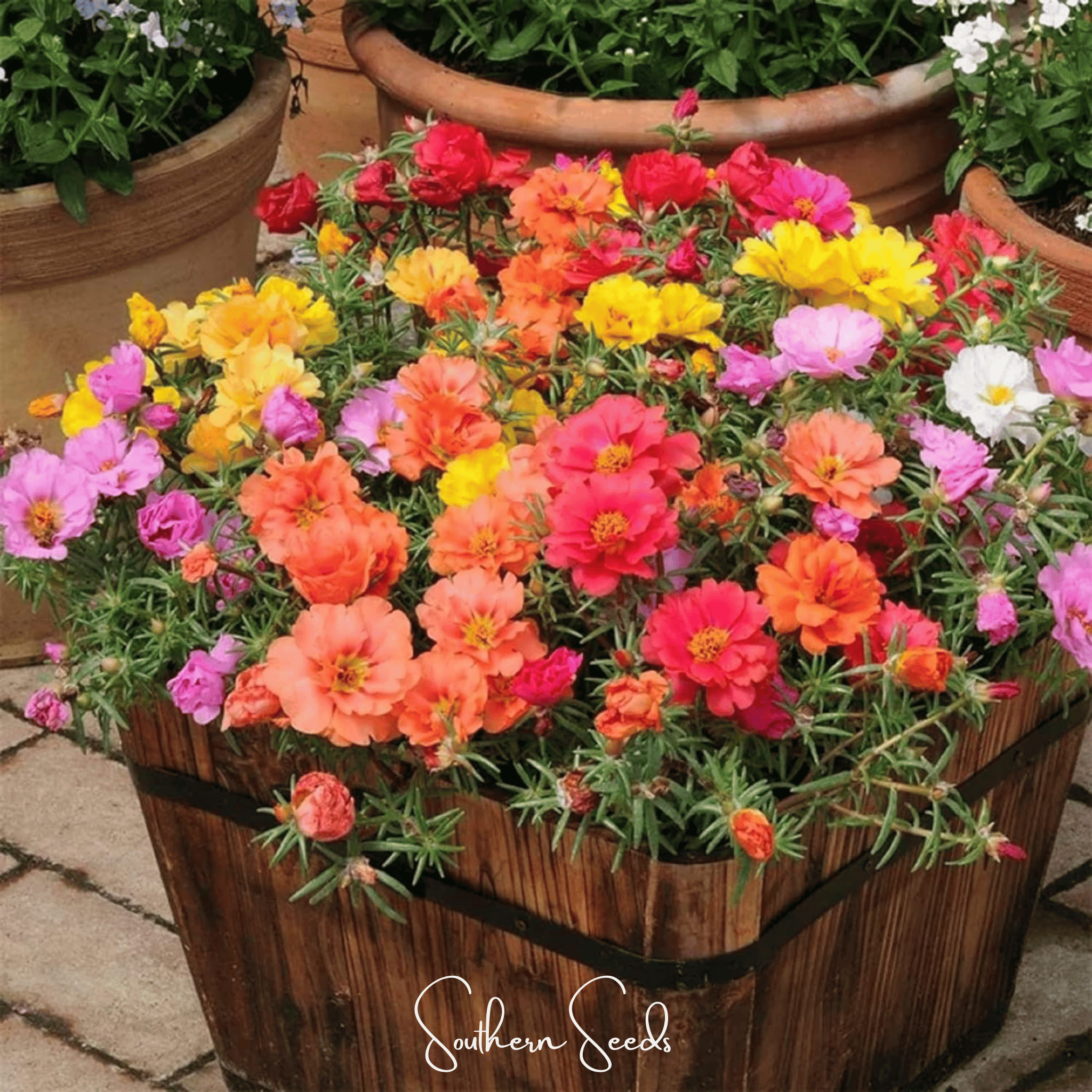 Moss Rose Mix – 250 Seeds Southern Seeds