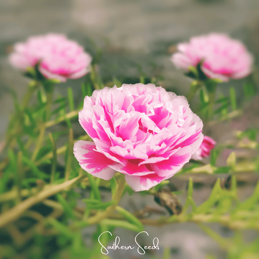 Pink Moss Rose – 250 Seeds Southern Seeds