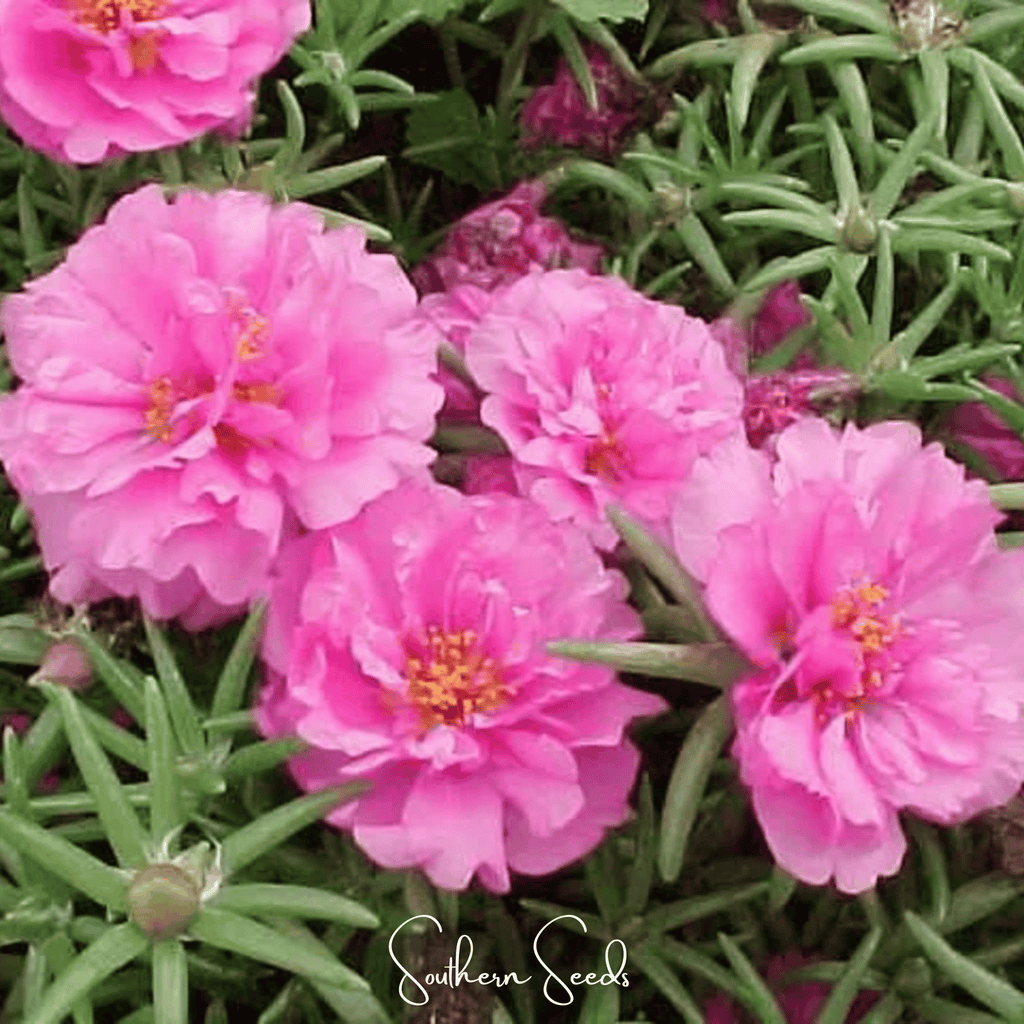 Pink Moss Rose – 250 Seeds Southern Seeds