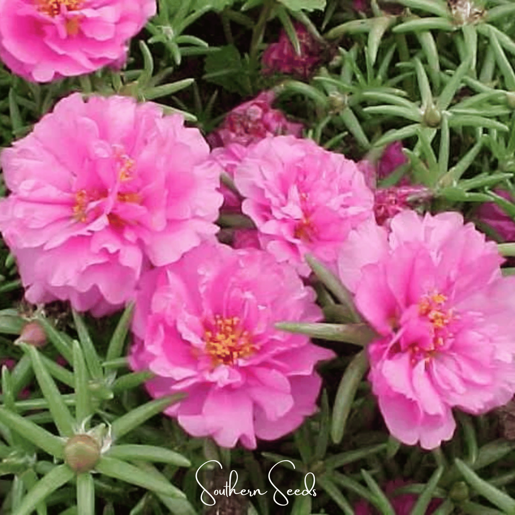 Pink Moss Rose – 250 Seeds Southern Seeds