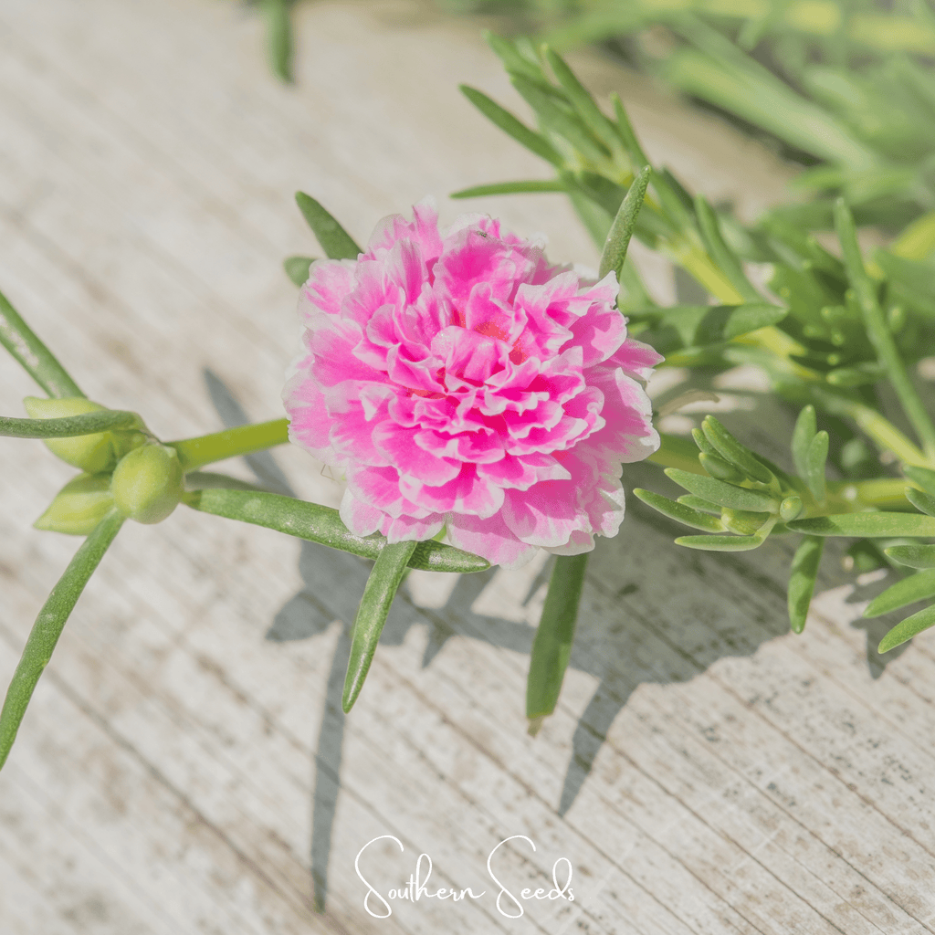 Pink Moss Rose – 250 Seeds Southern Seeds
