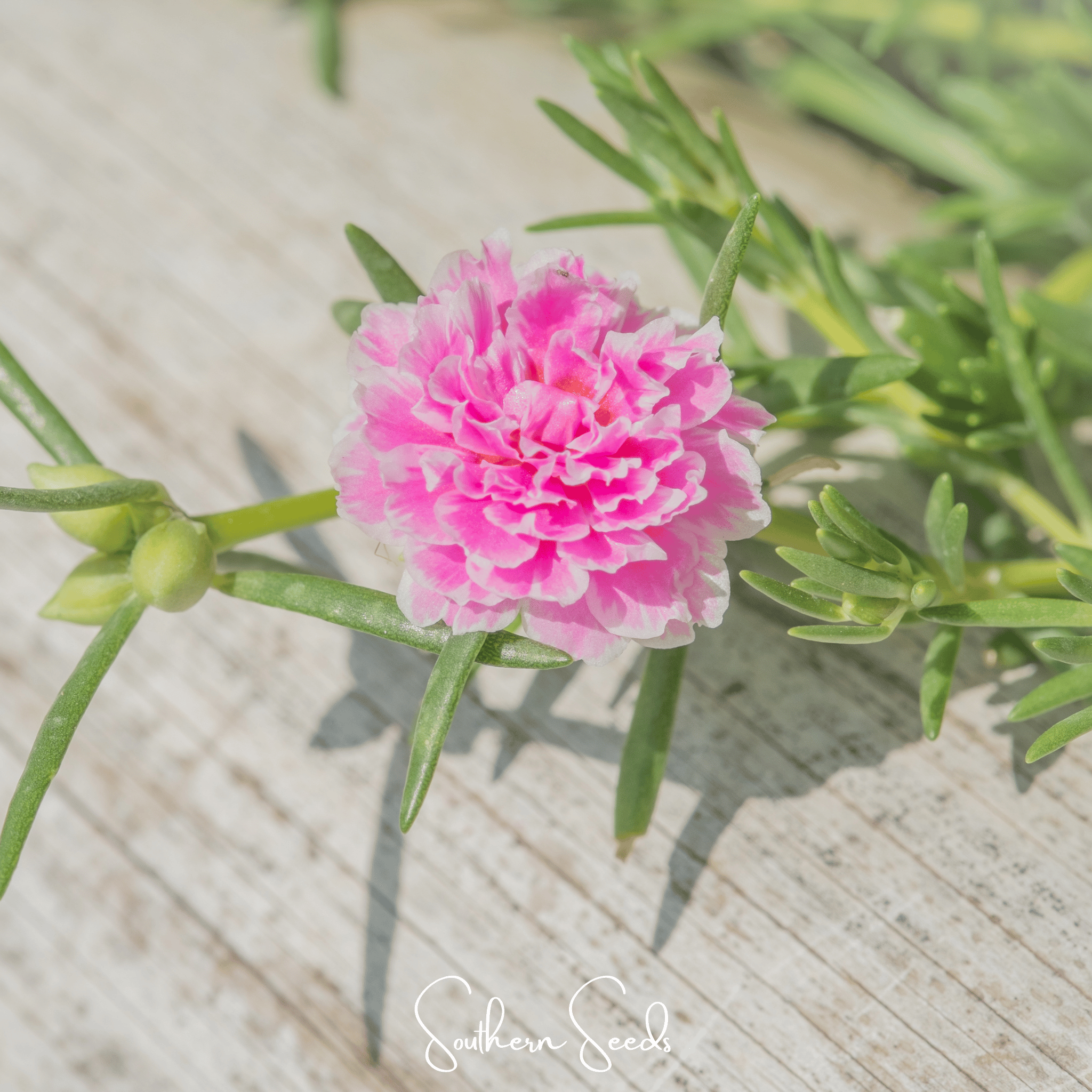 Pink Moss Rose – 250 Seeds Southern Seeds