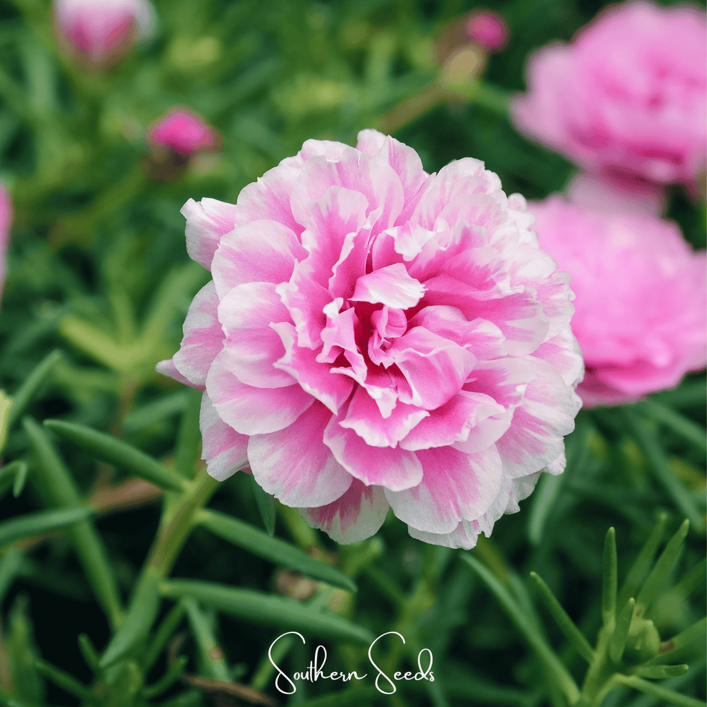 Pink Moss Rose – 250 Seeds Southern Seeds
