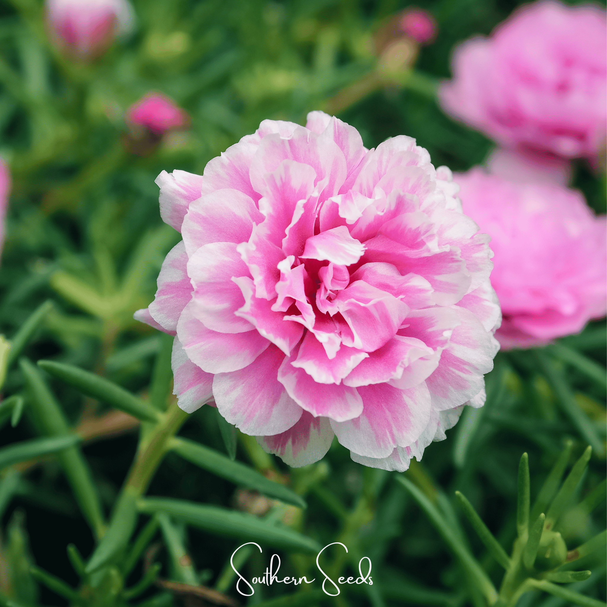 Pink Moss Rose – 250 Seeds Southern Seeds