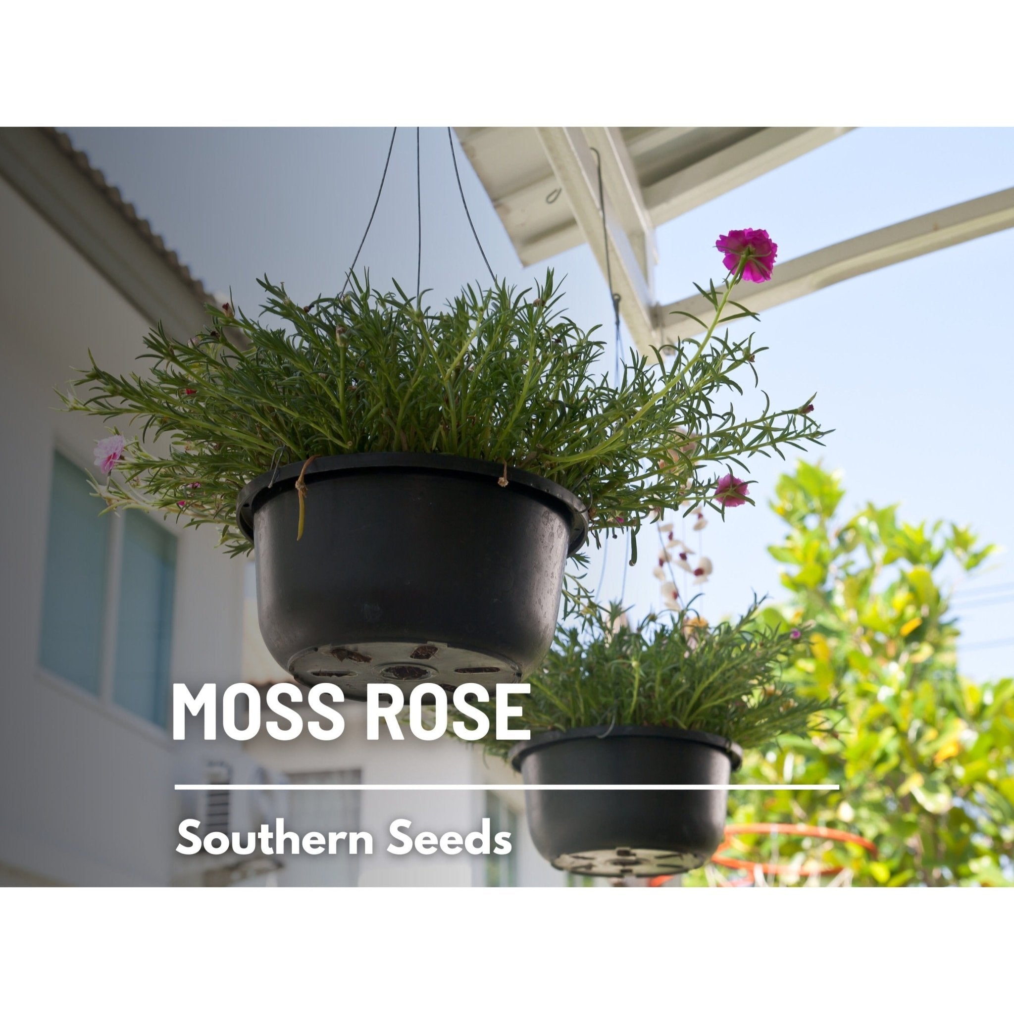Pink Moss Rose – 250 Seeds Southern Seeds