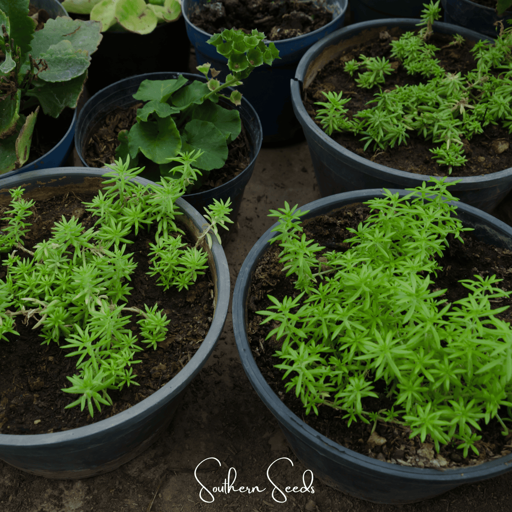 Pink Moss Rose – 250 Seeds Southern Seeds