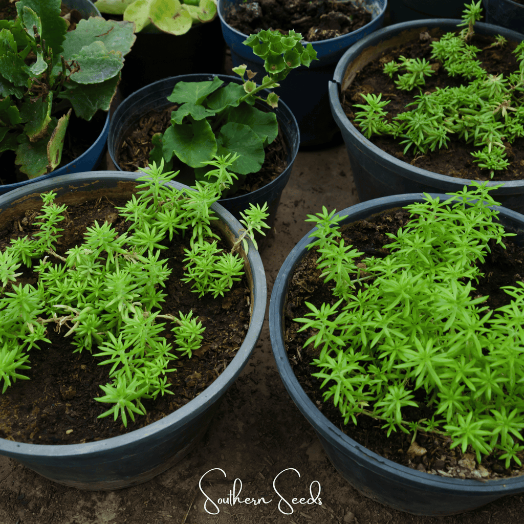 Red Moss Rose – 250 Seeds Southern Seeds