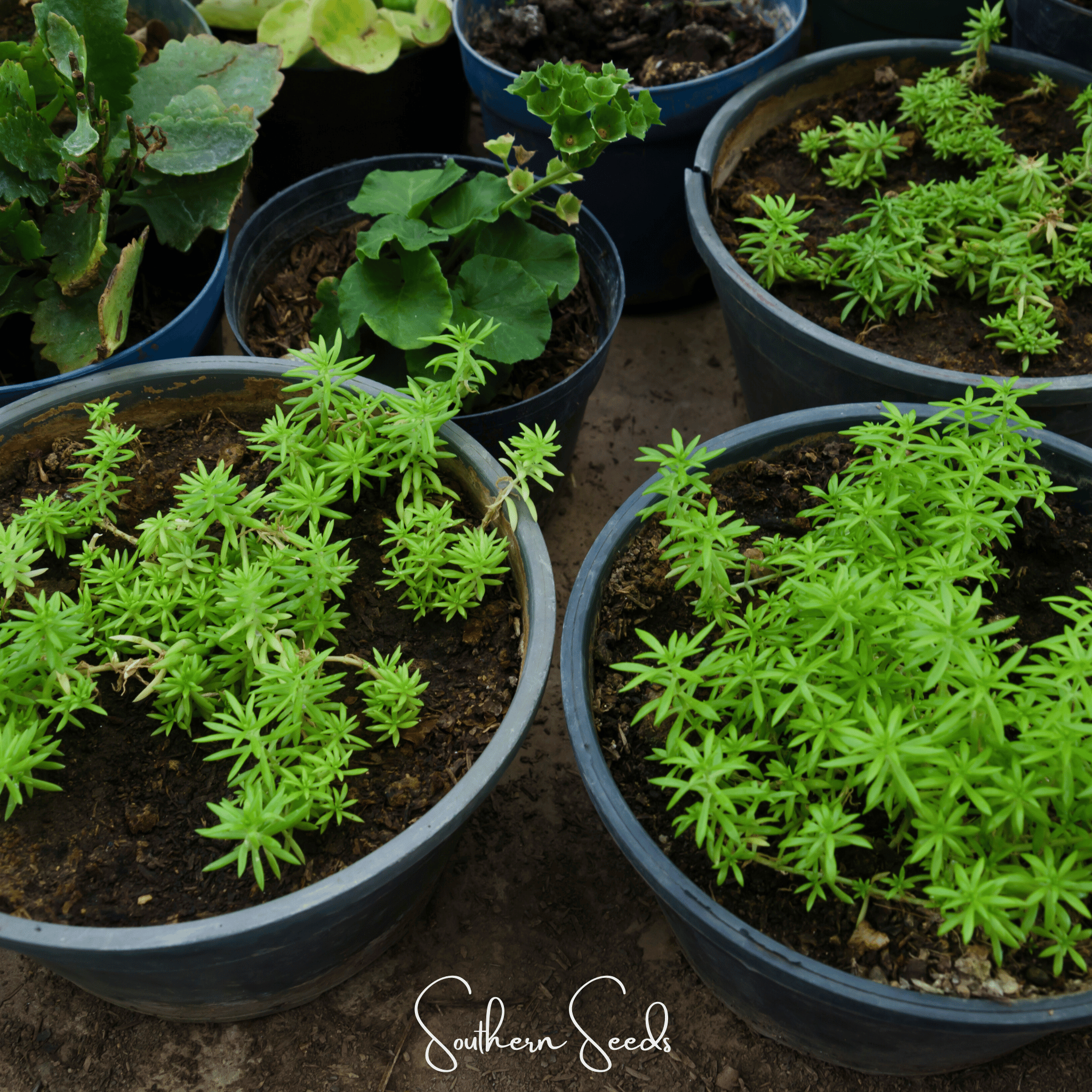 Red Moss Rose – 250 Seeds Southern Seeds