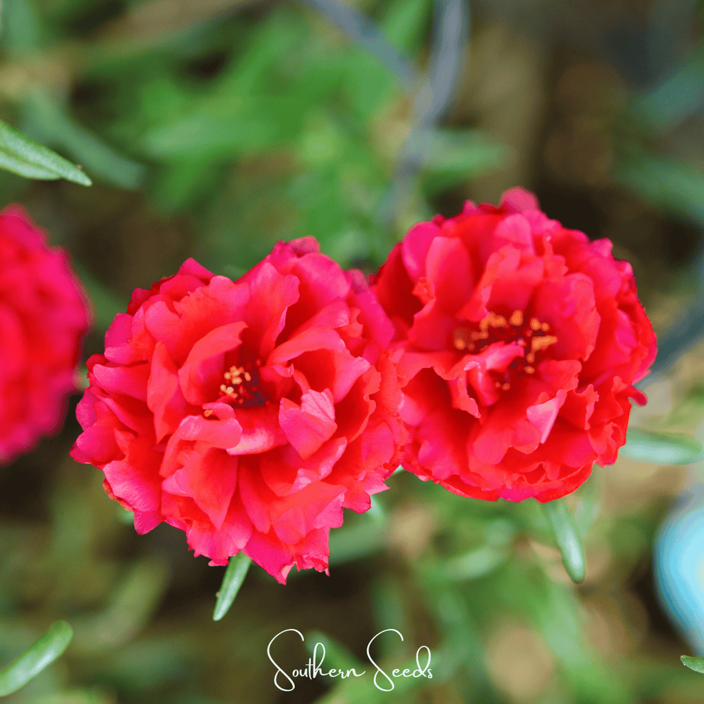 Red Moss Rose – 250 Seeds Southern Seeds