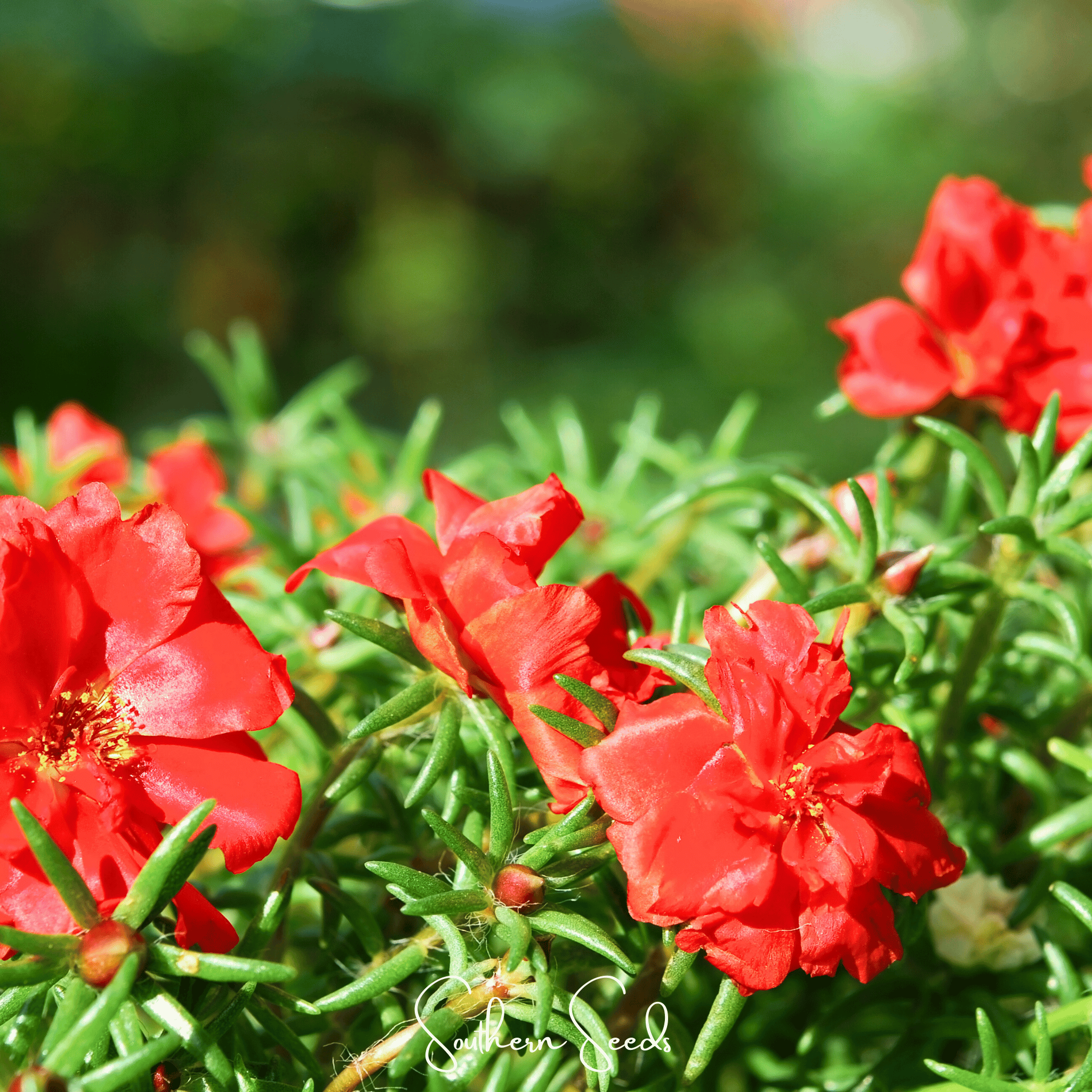 Red Moss Rose – 250 Seeds Southern Seeds