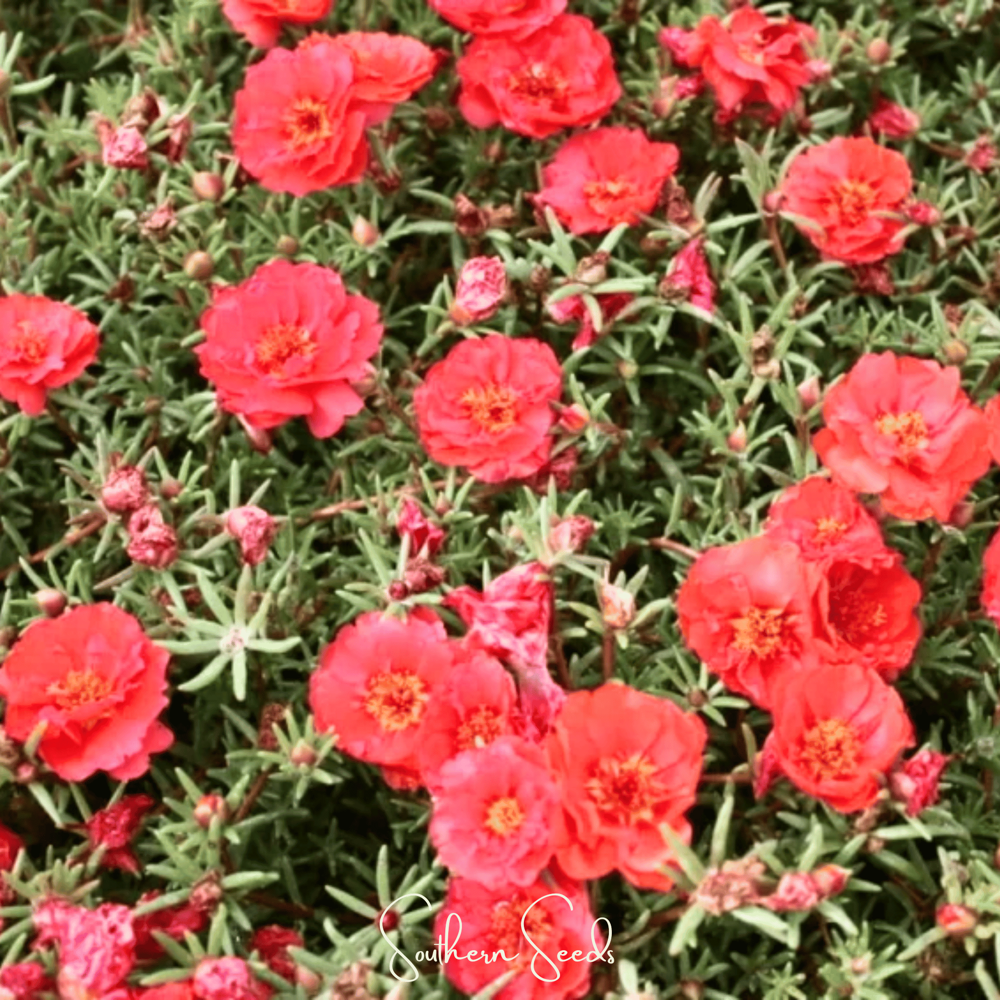 Red Moss Rose – 250 Seeds Southern Seeds