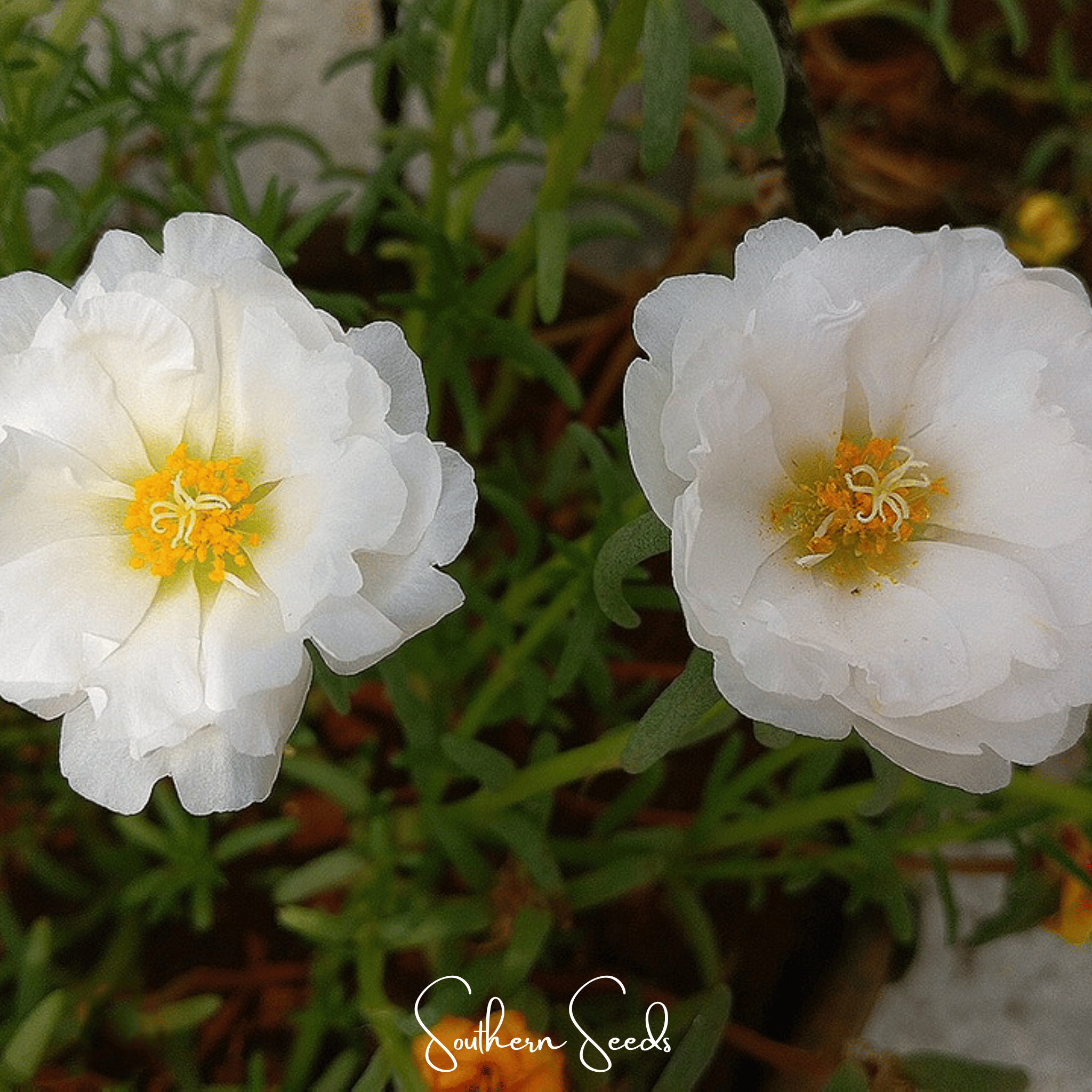 White Moss Rose – 250 Seeds Southern Seeds