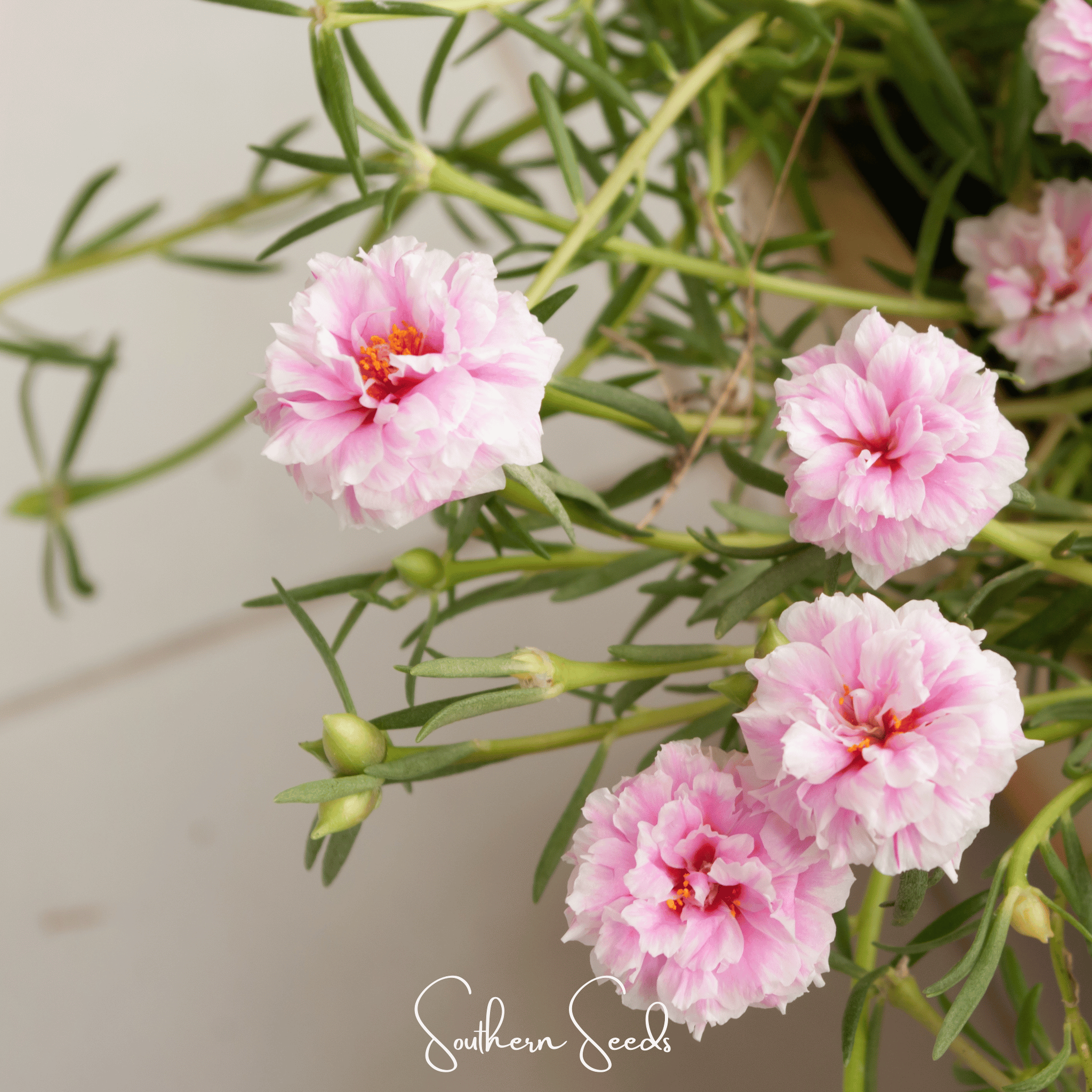 White Moss Rose – 250 Seeds Southern Seeds