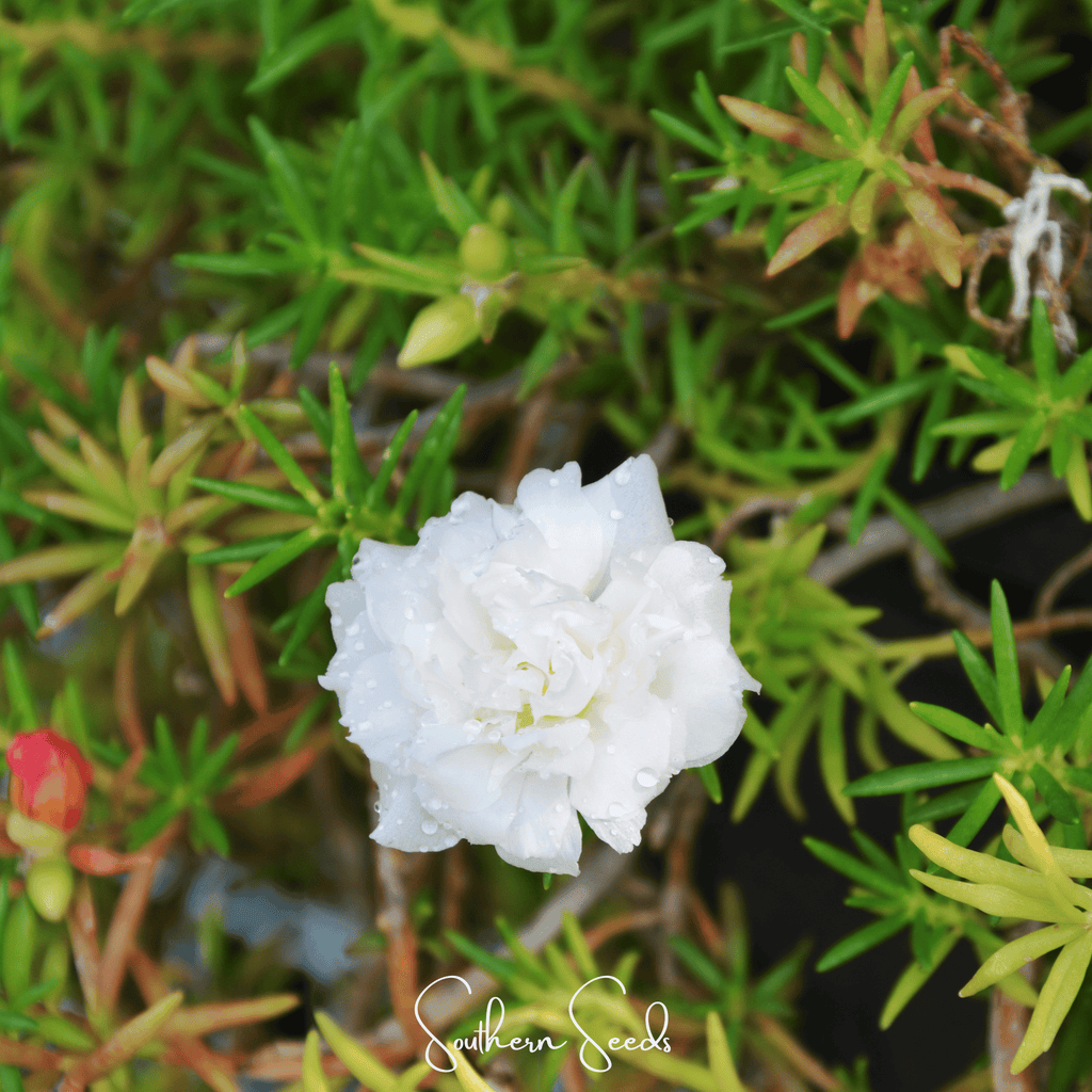 White Moss Rose – 250 Seeds Southern Seeds