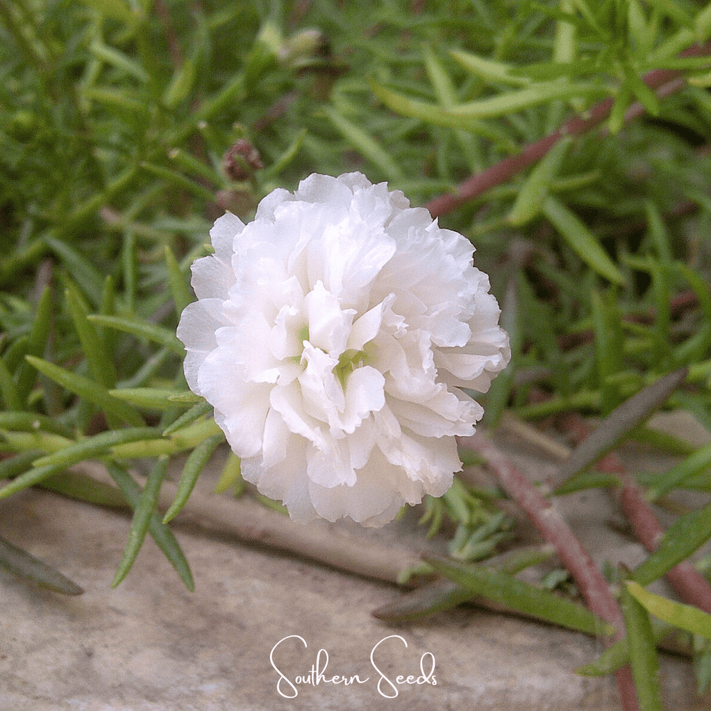 White Moss Rose – 250 Seeds Southern Seeds