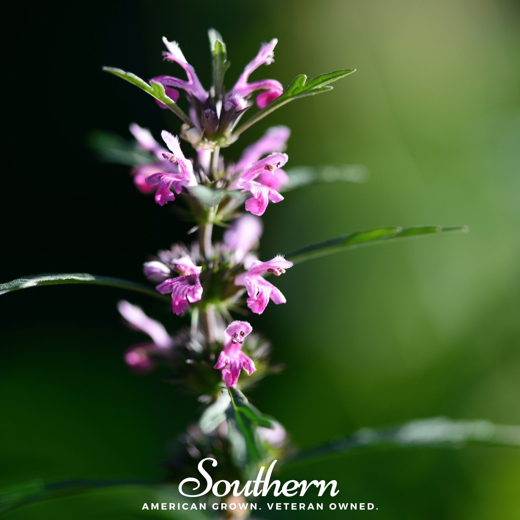 Motherwort – 50 Seeds Southern Seeds