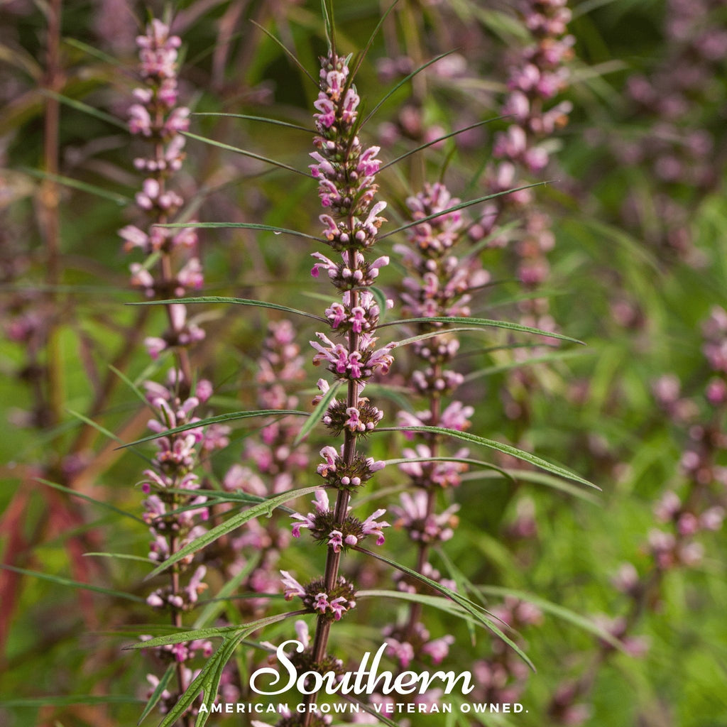 Motherwort – 50 Seeds Southern Seeds