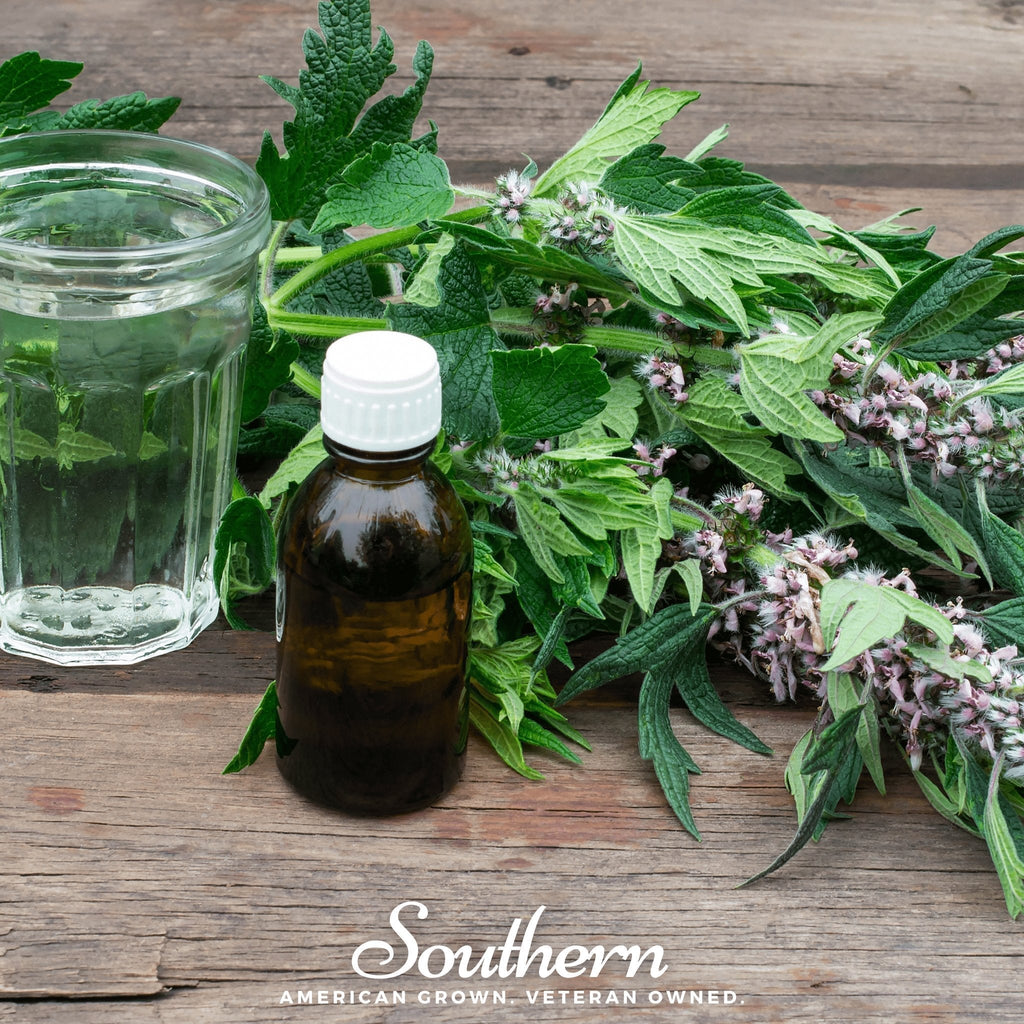 Motherwort – 50 Seeds Southern Seeds