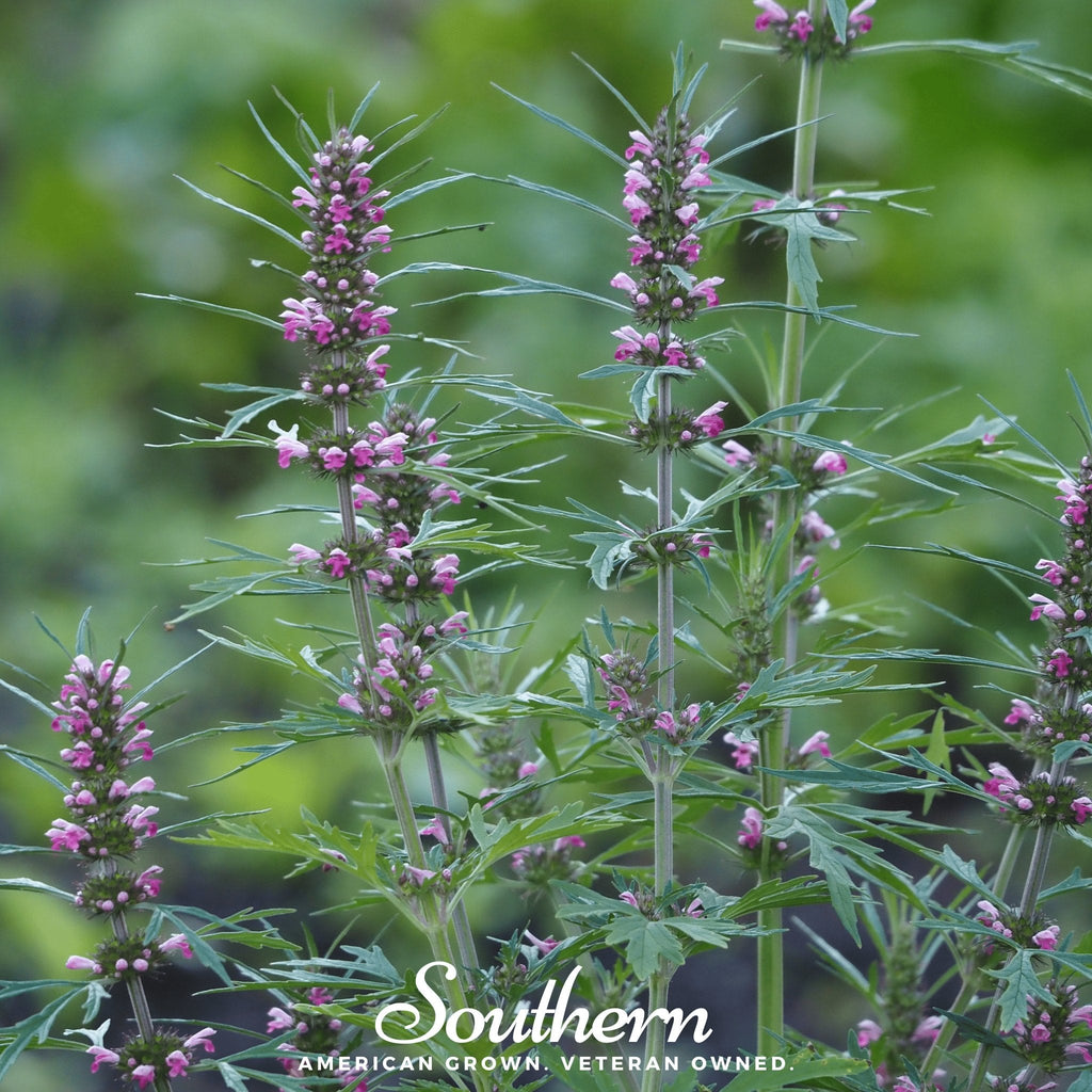 Motherwort – 50 Seeds Southern Seeds